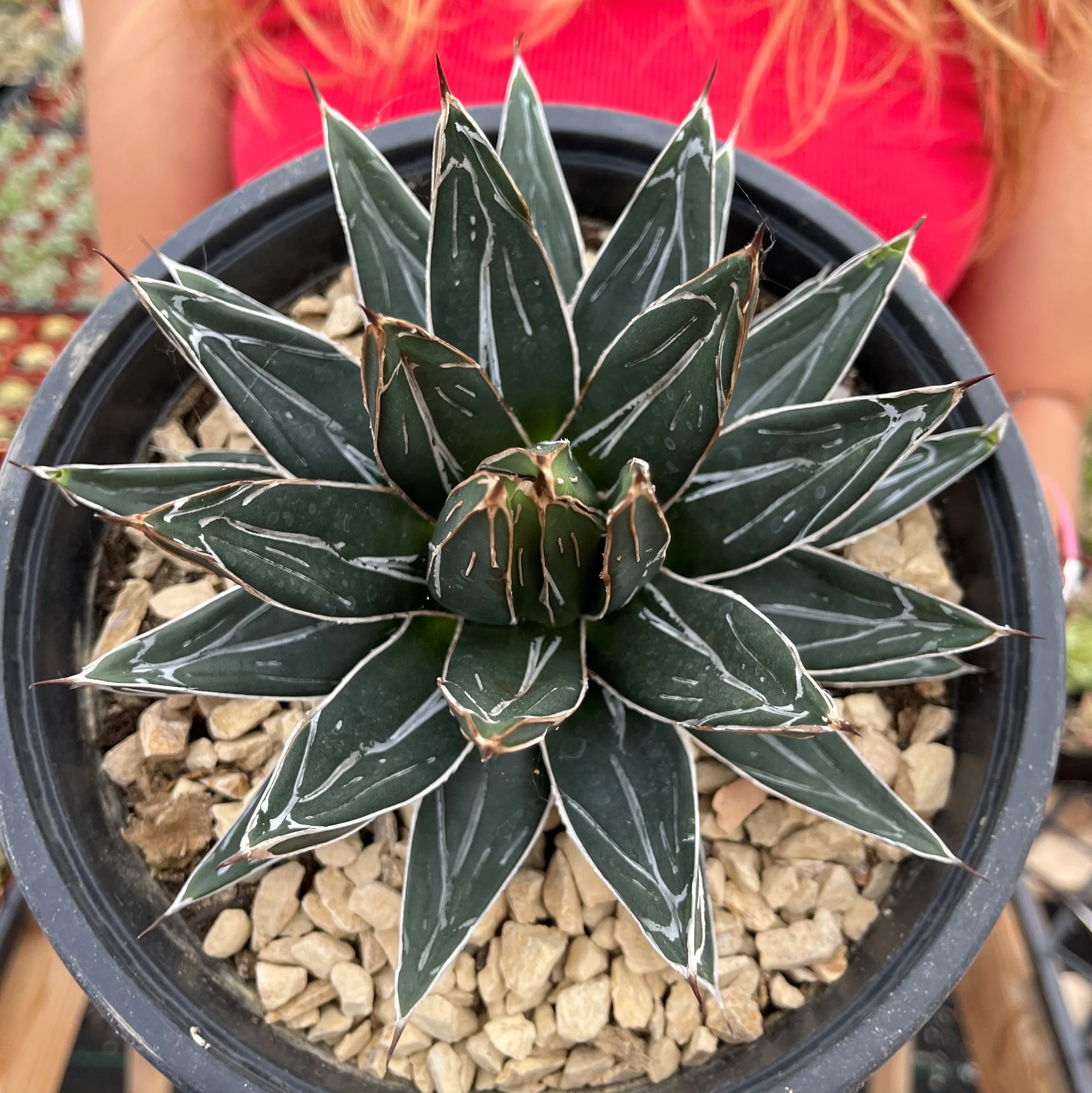 Agave Victoriae Reginae ��Queen Victoria Agave��