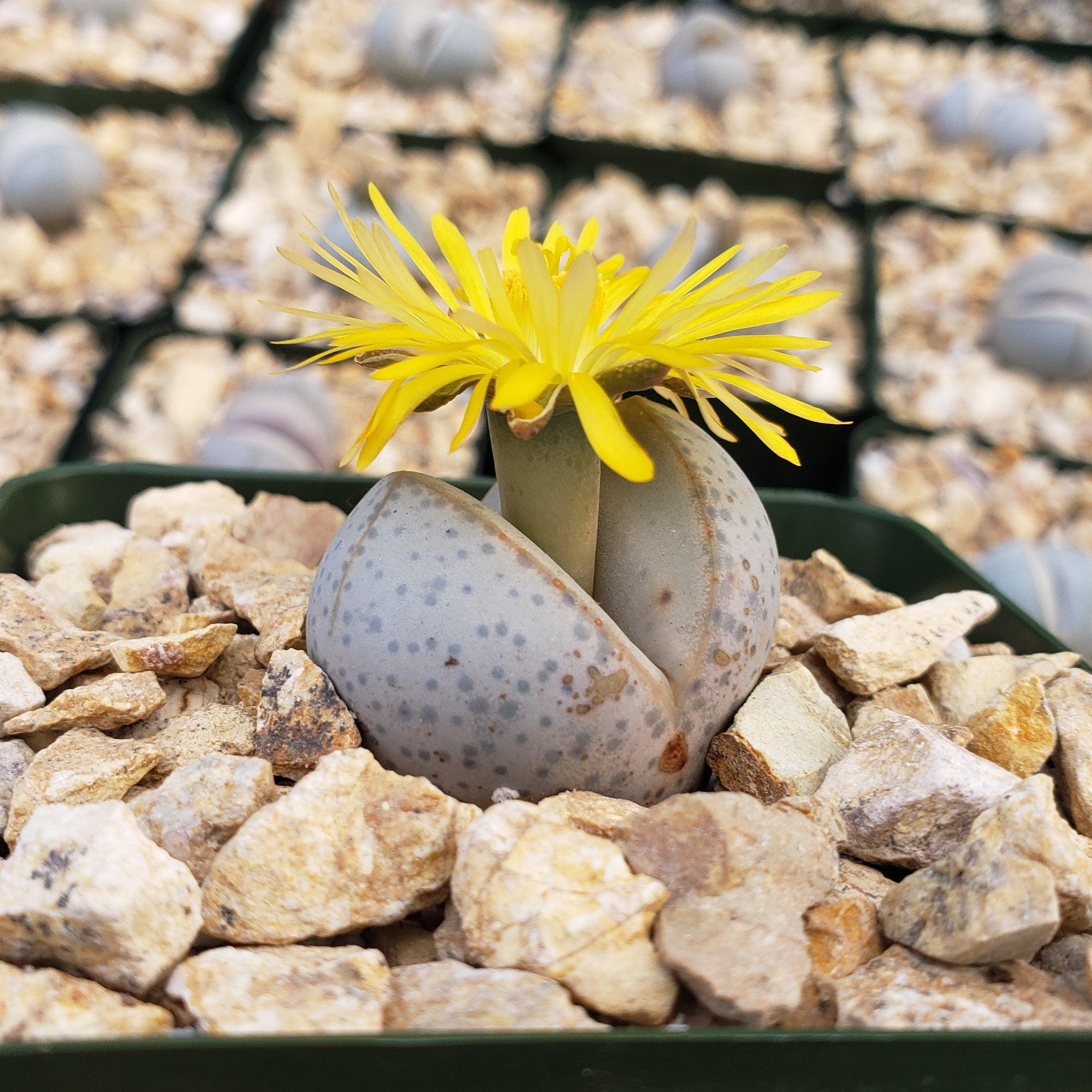 Dinteranthus wilmottianus