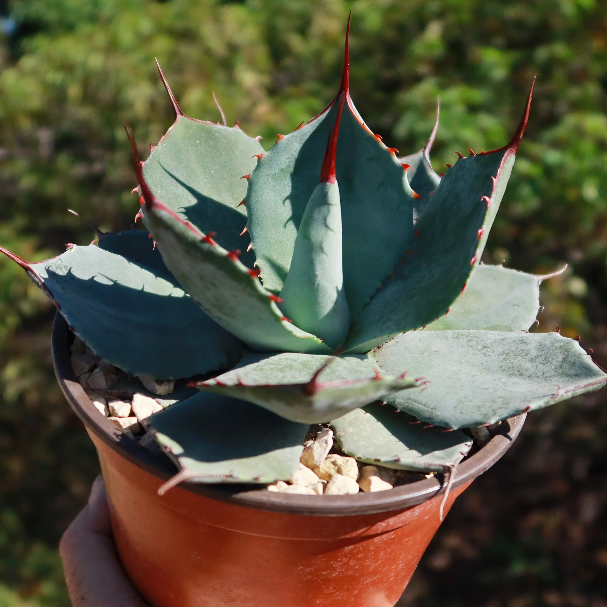 Agave truncata
