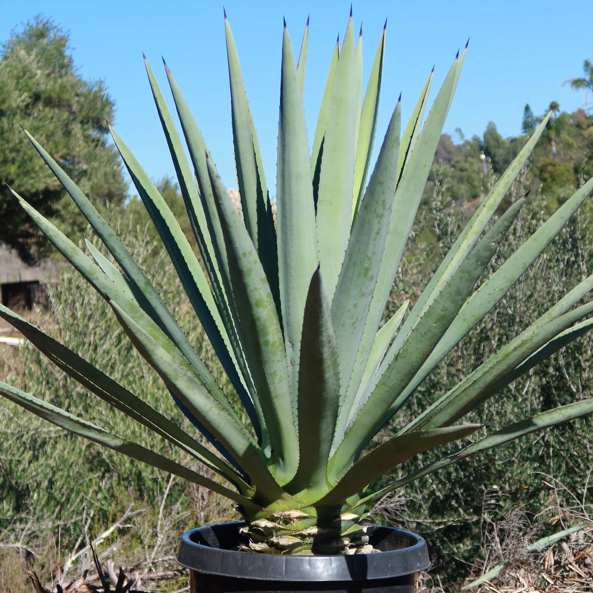 Blue agave - Agave Tequilana 'Tequila Plant'