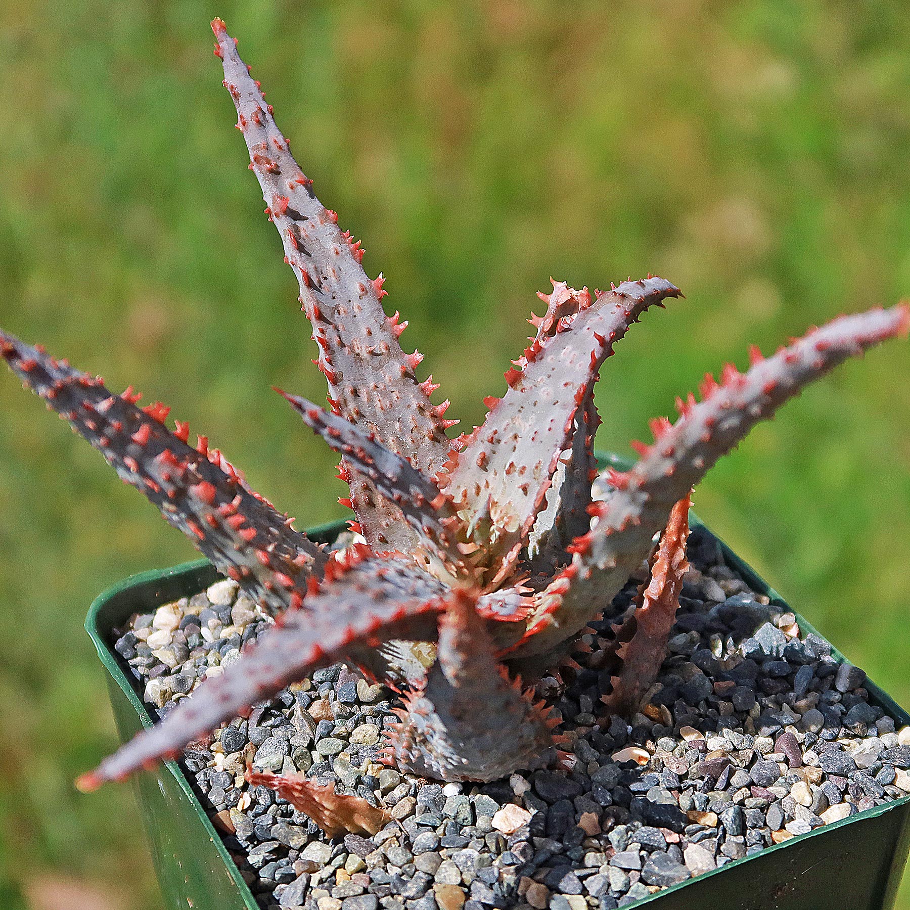 Purple People Eater Aloe - Aloe hybrid