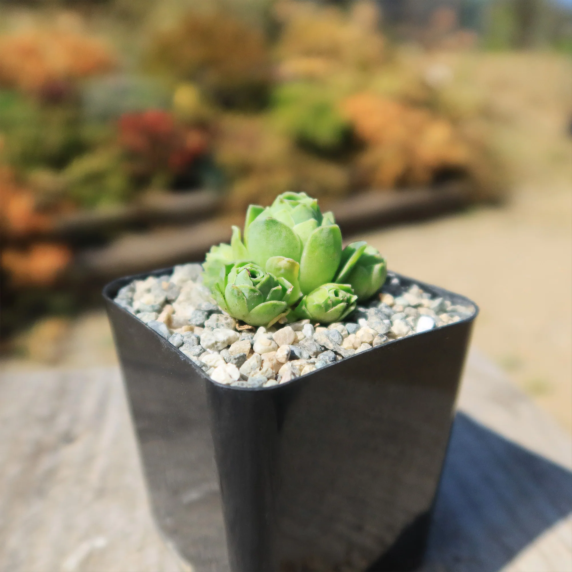 Mountain Rose Succulent ��Aeonium dodrantale�� (Greenovia dodrantalis)