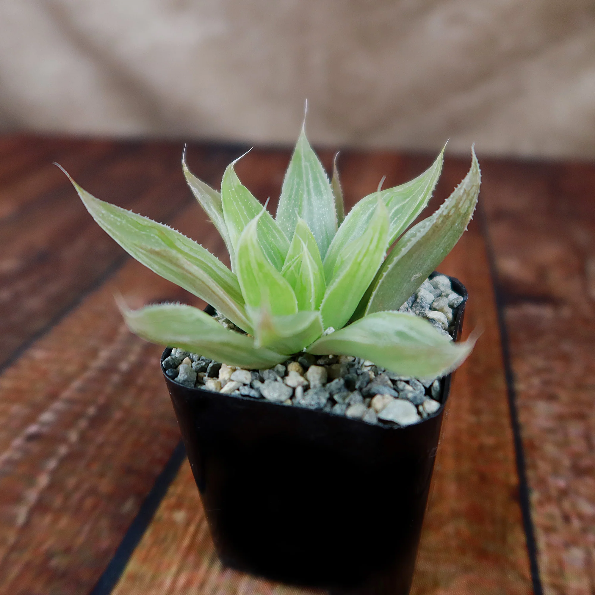 Haworthia  White Ghost