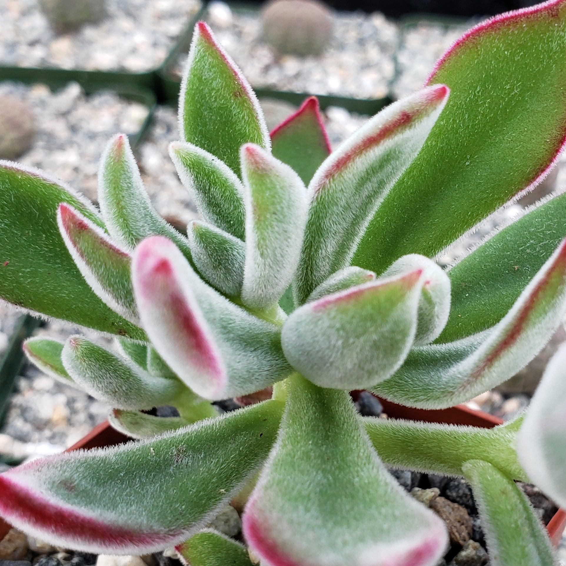 Ruby Slipper Succulent ��Echeveria harmsii��
