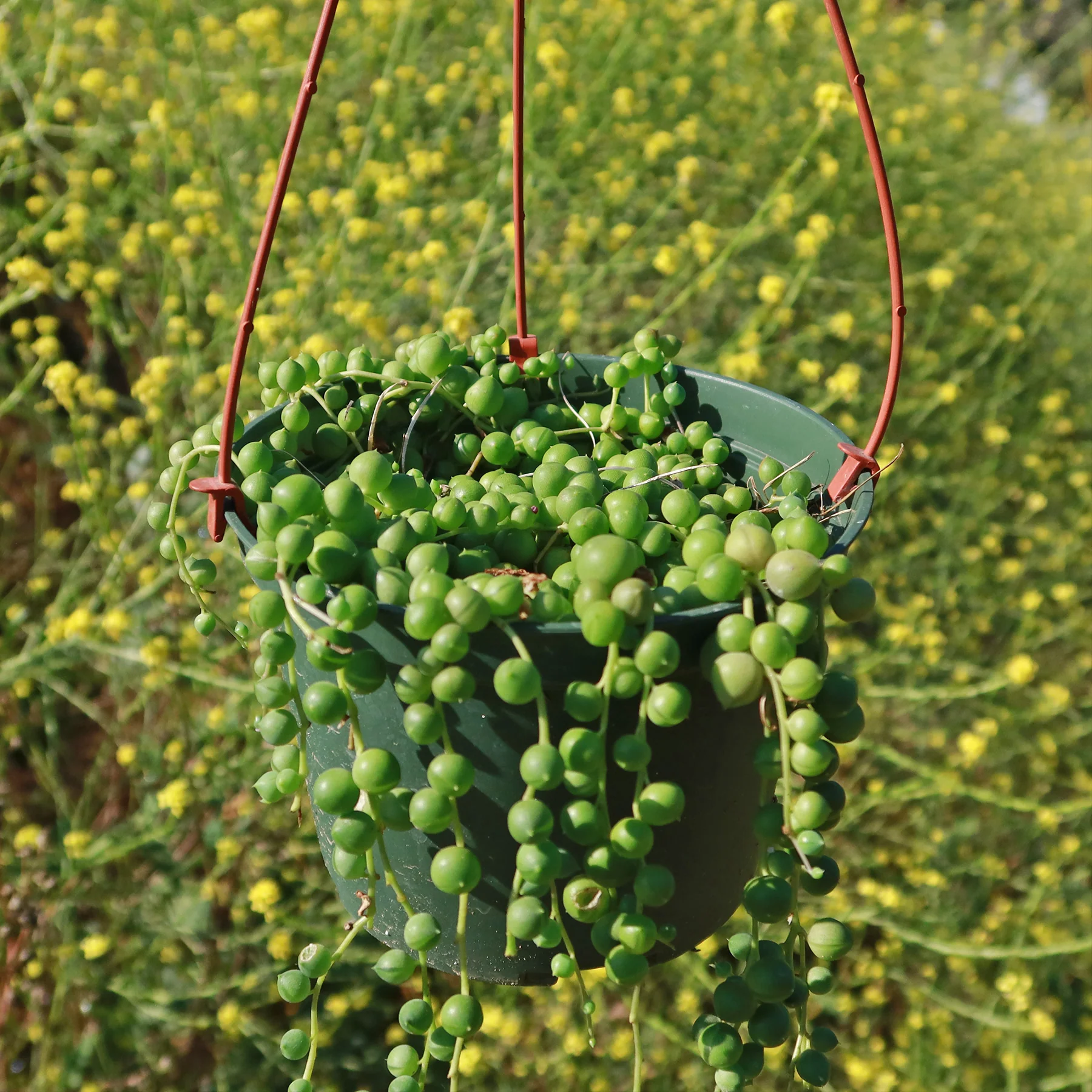 String of Pearls 'Senecio rowleyanus'