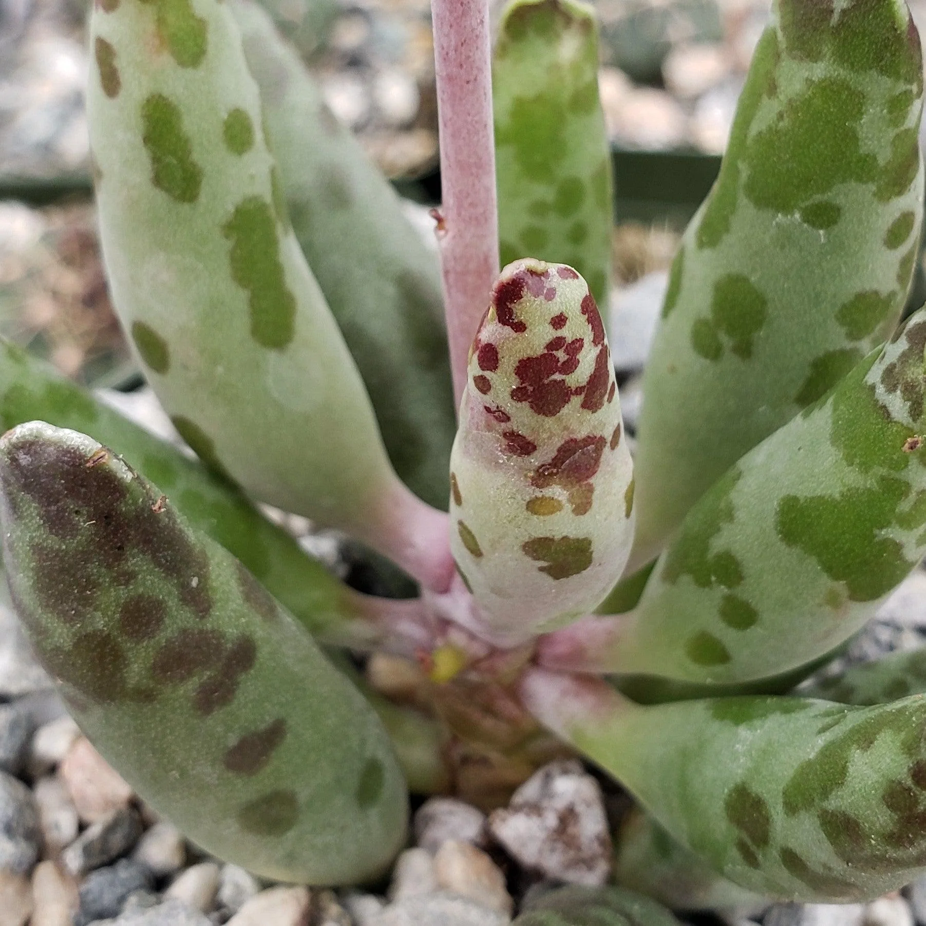 Adromischus festivus