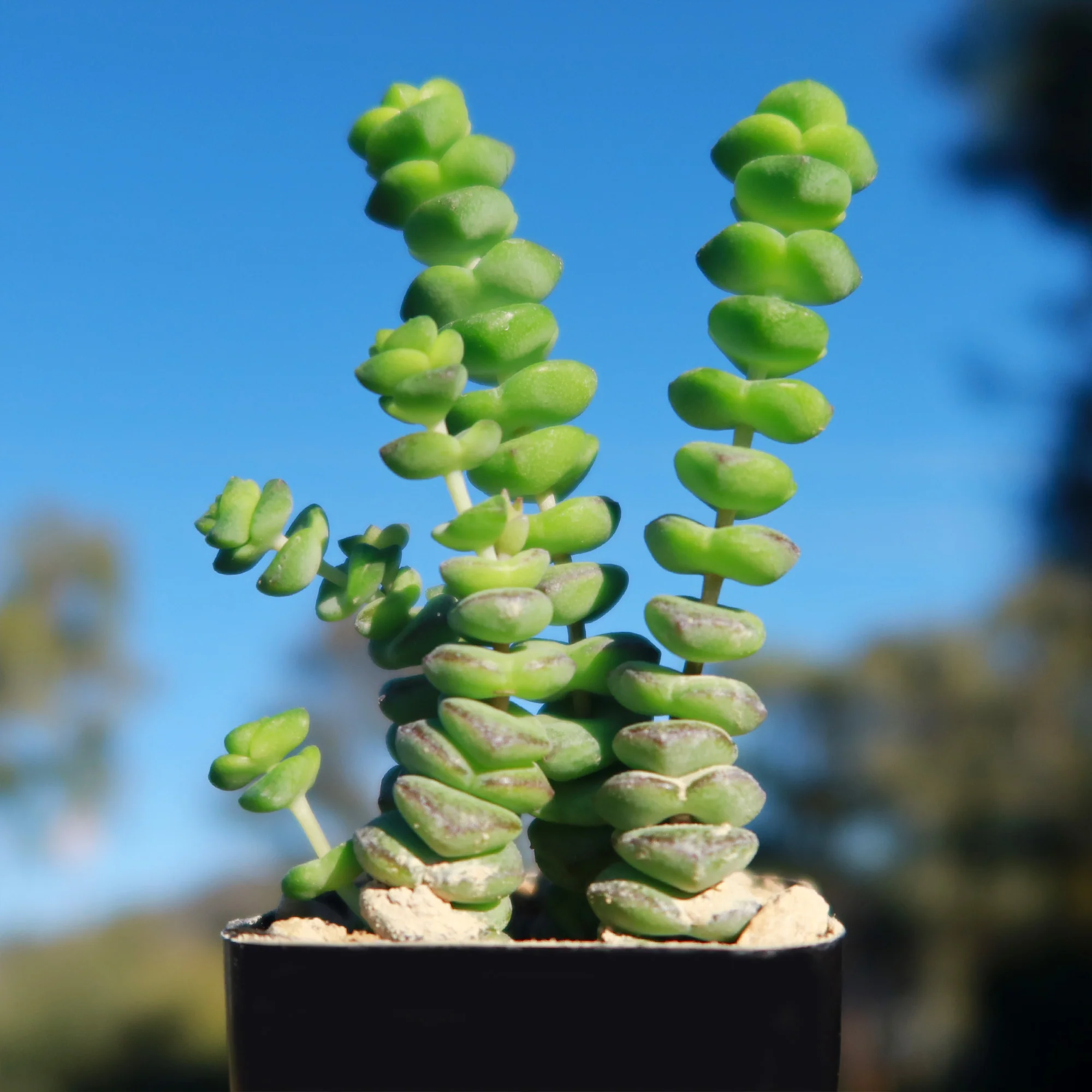 String of Buttons 'Crassula Perforata'