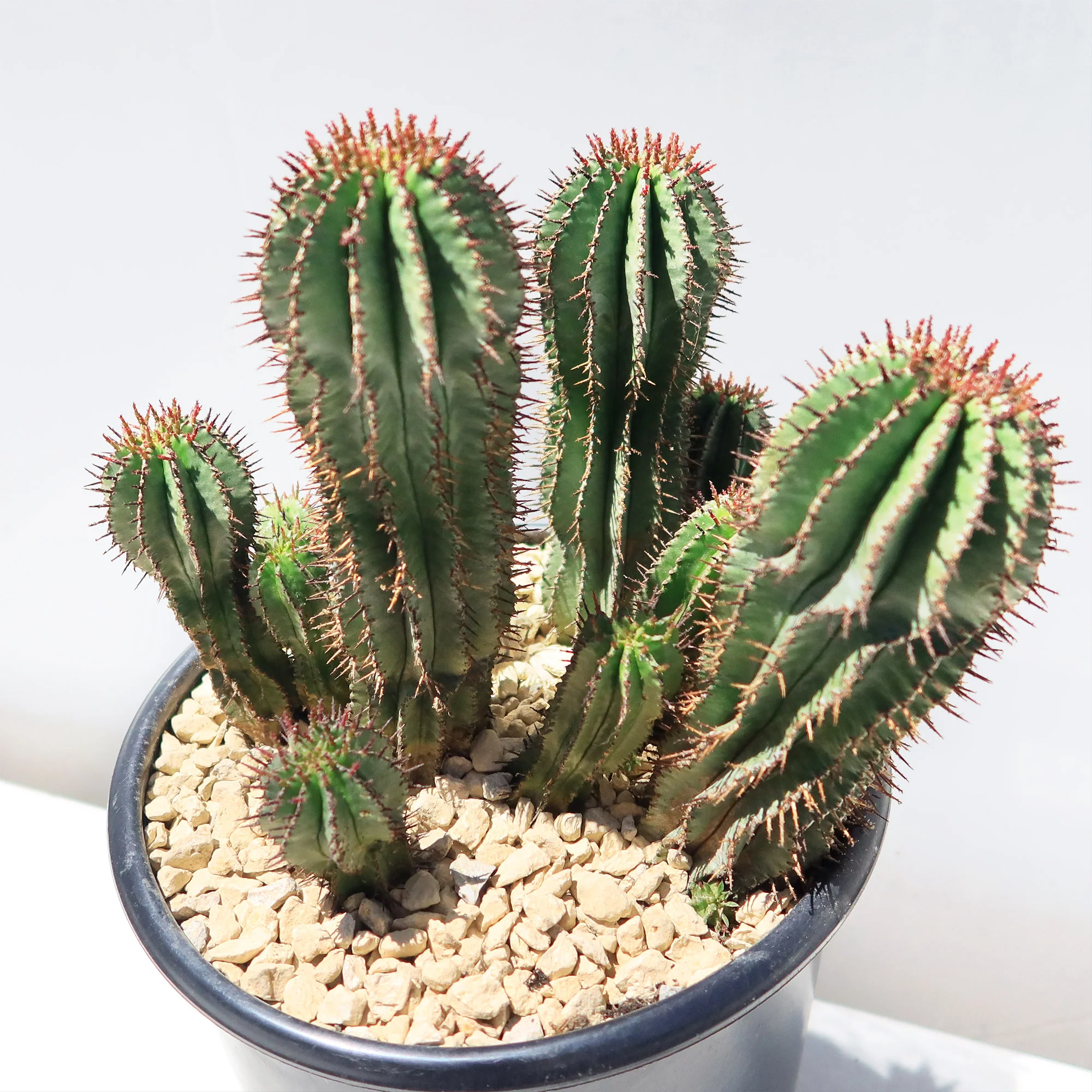Milk Barrel Cactus ��Euphorbia cereiformis��