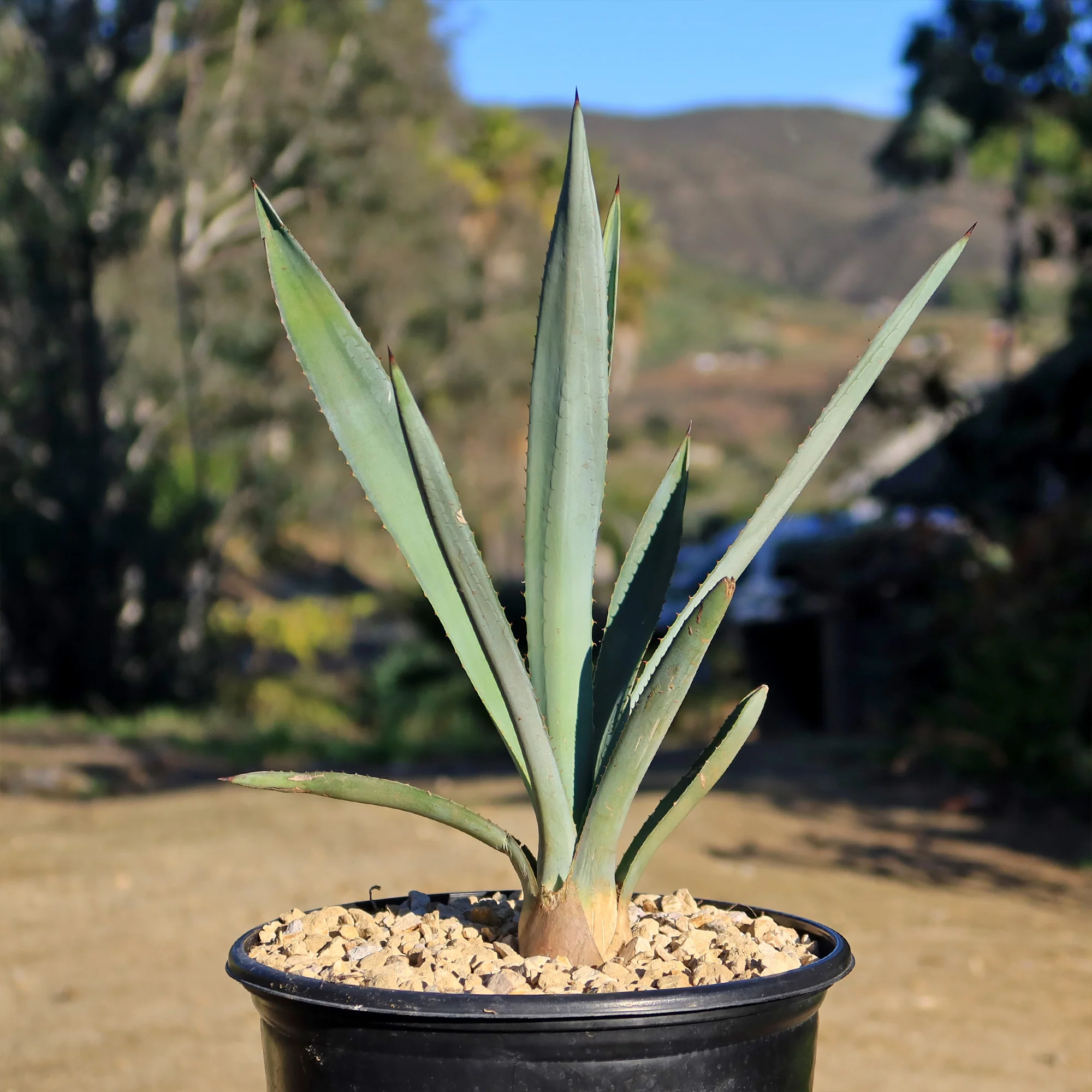 Blue agave - Agave Tequilana 'Tequila Plant'