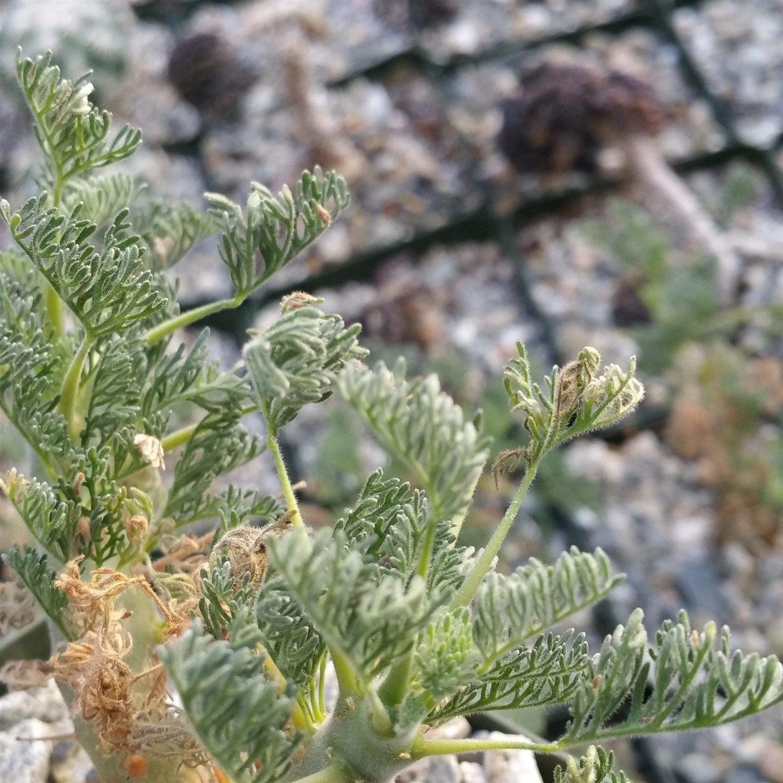 Sarcocaulon monsonia herrei
