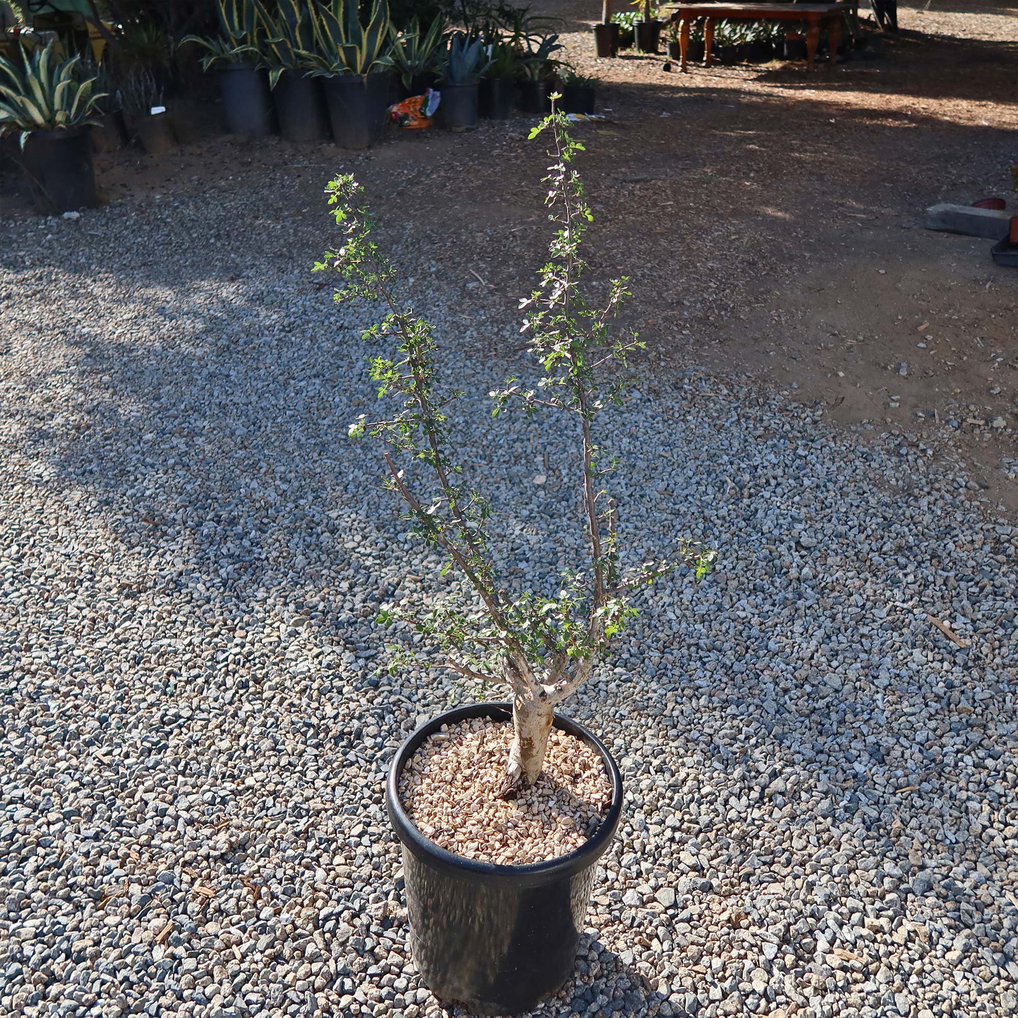 Bursera fagaroides