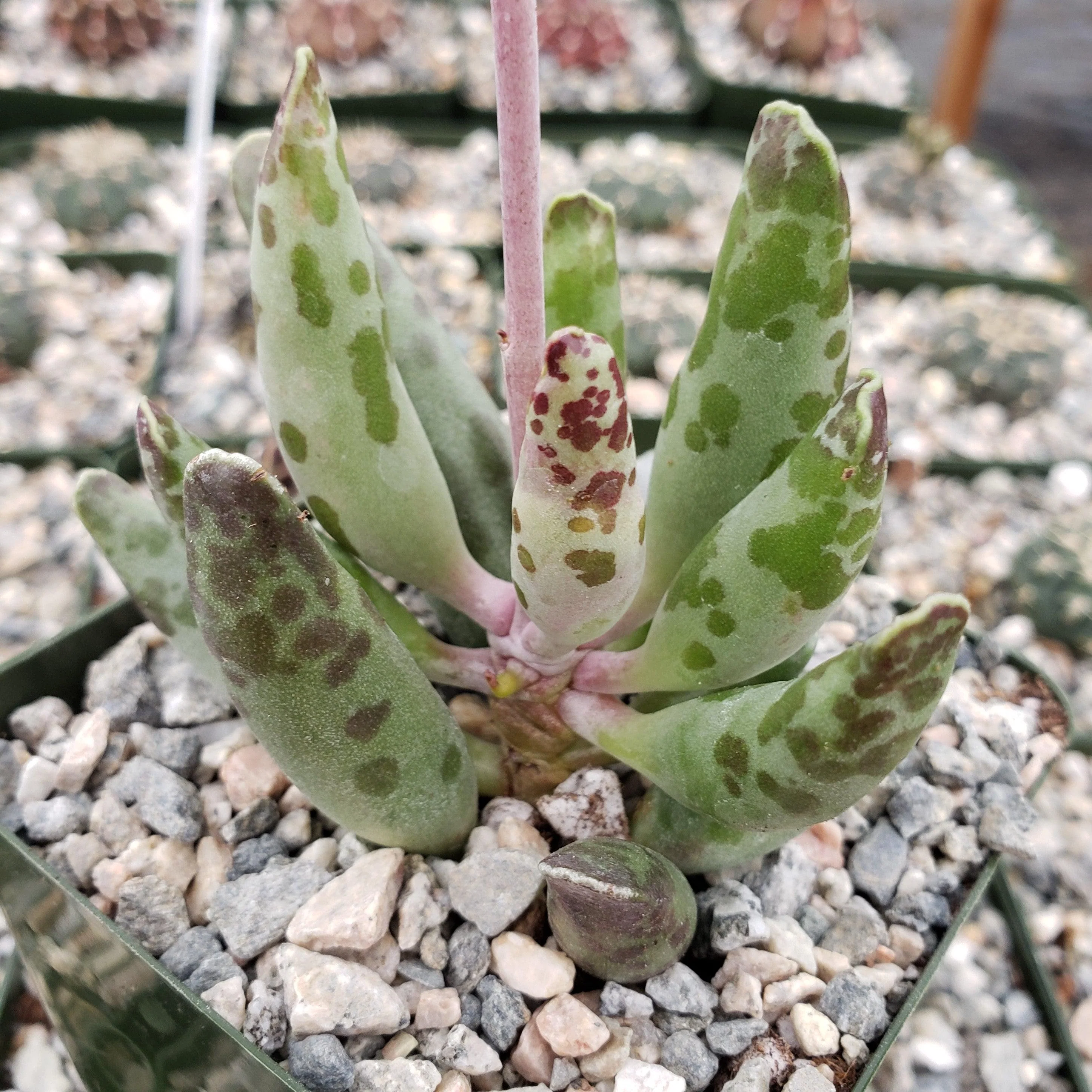 Adromischus festivus