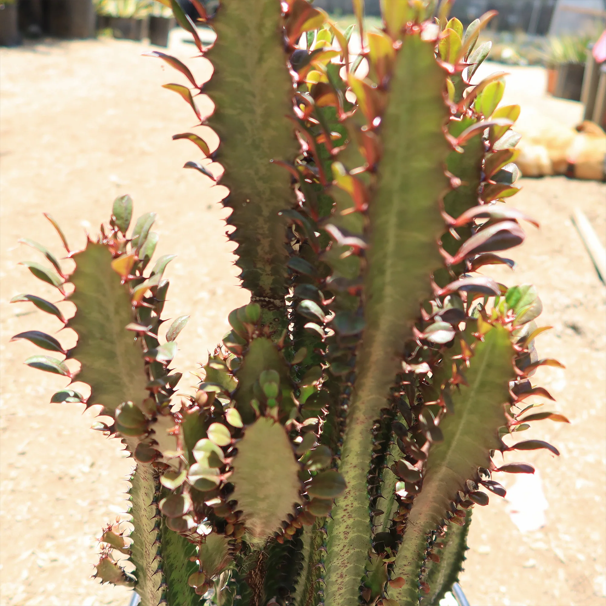 African Milk Tree - Euphorbia trigona 'Rubra'