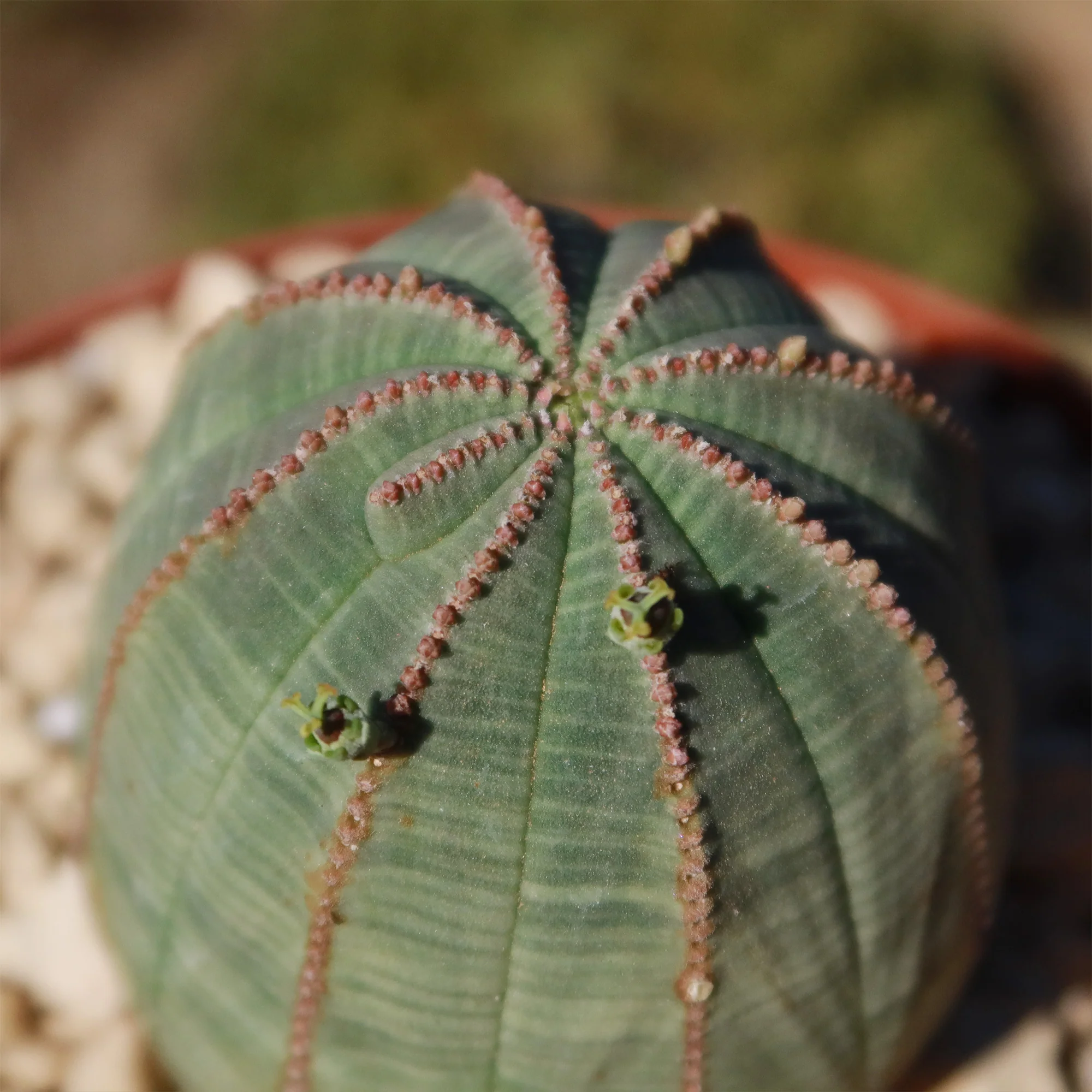 Baseball Plant 'Euphorbia obesa'