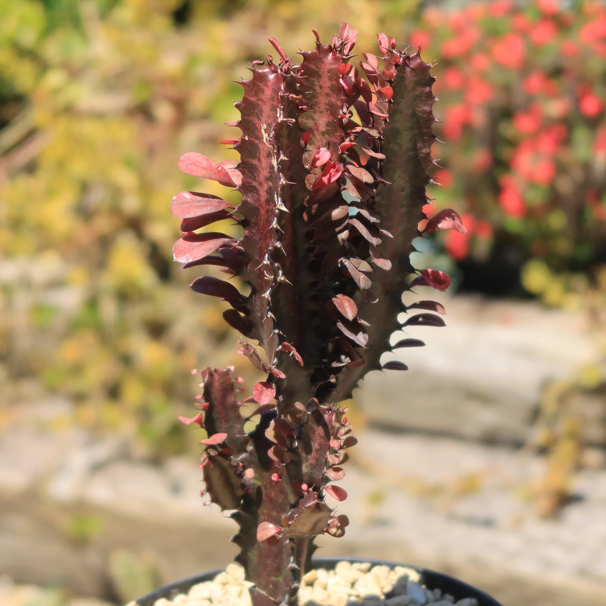African Milk Tree - Euphorbia trigona 'Rubra'