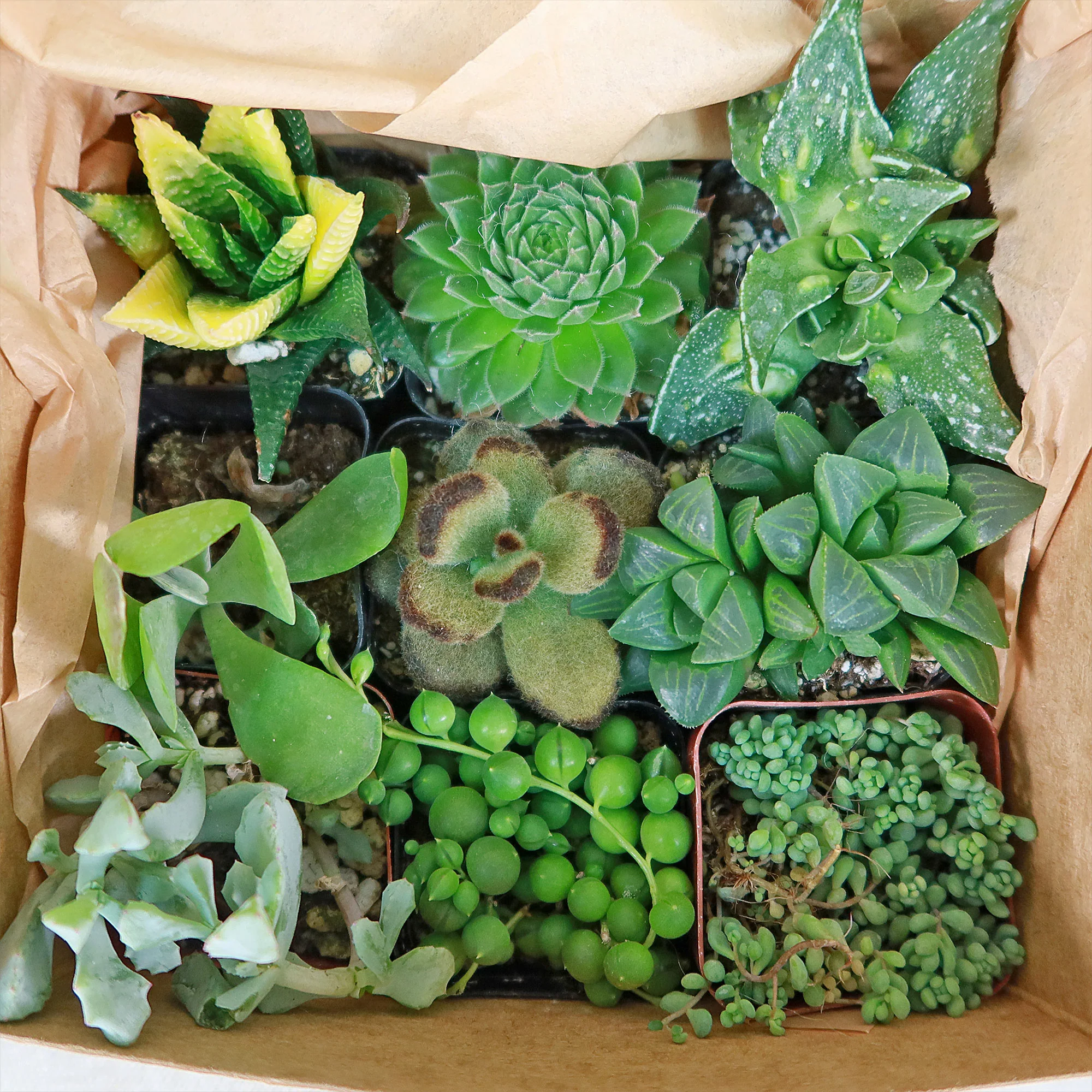 Succulent Sampler Gift Box