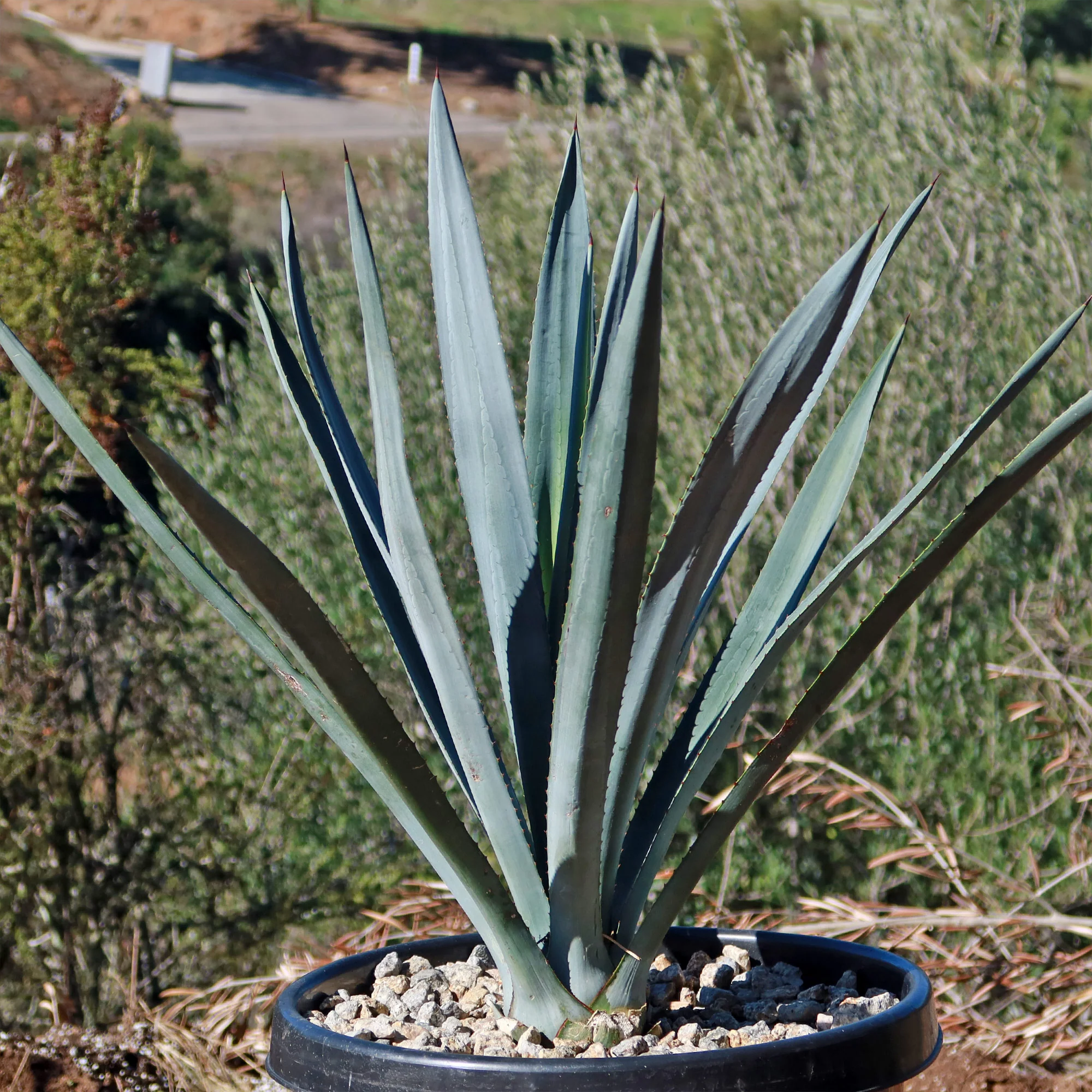 Blue agave - Agave Tequilana 'Tequila Plant'