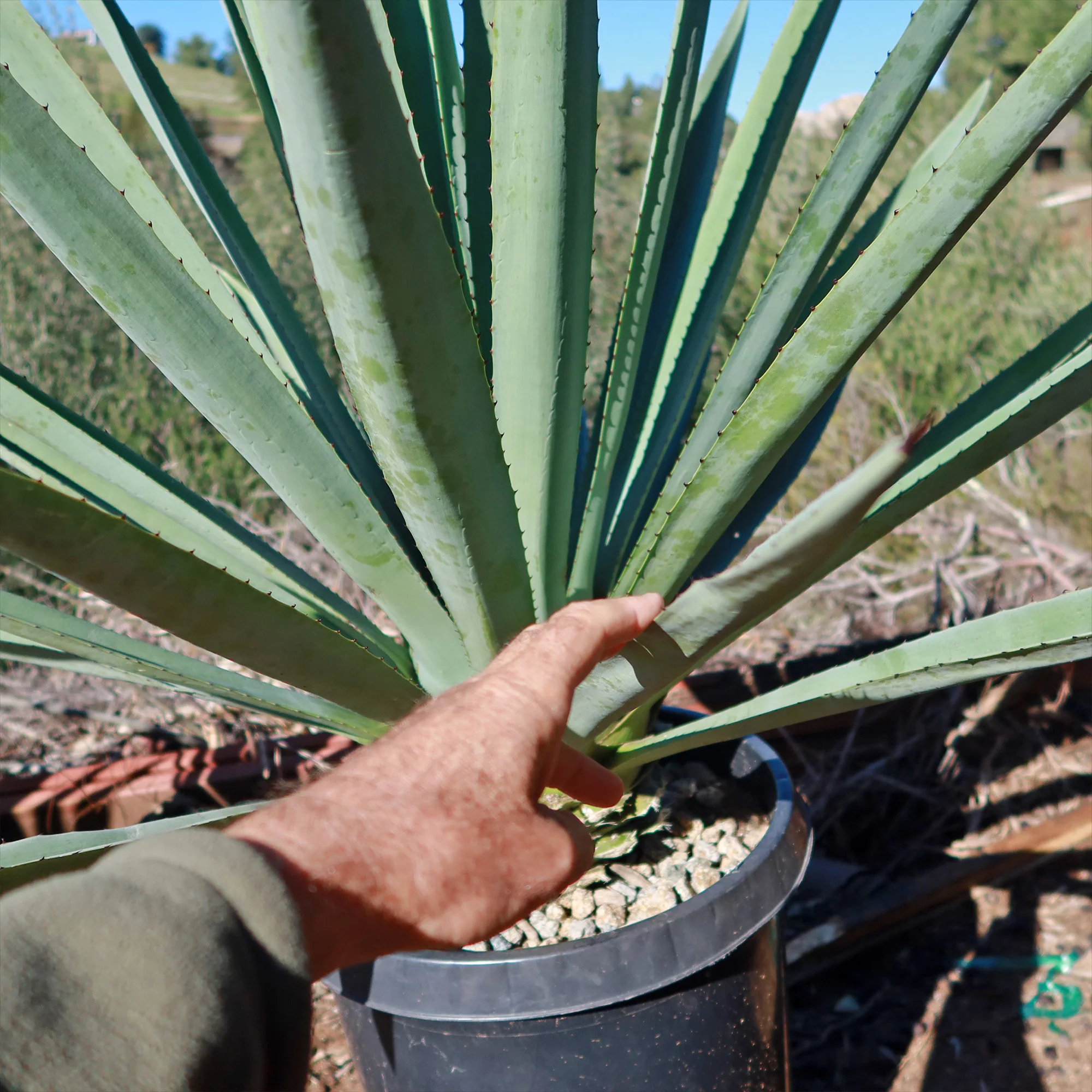 Blue agave - Agave Tequilana 'Tequila Plant'