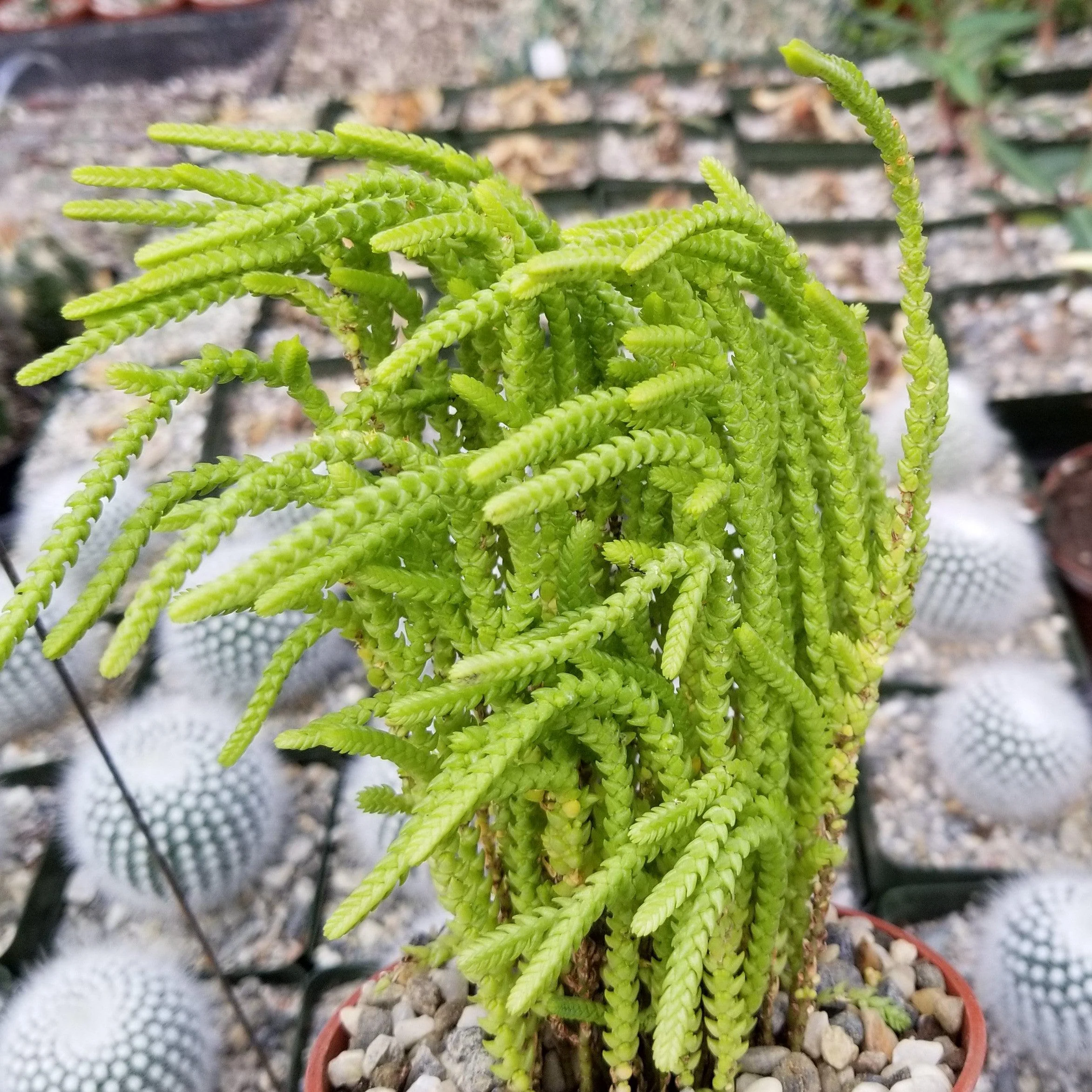 Watch Chain 'Crassula muscosa lycopodioides'