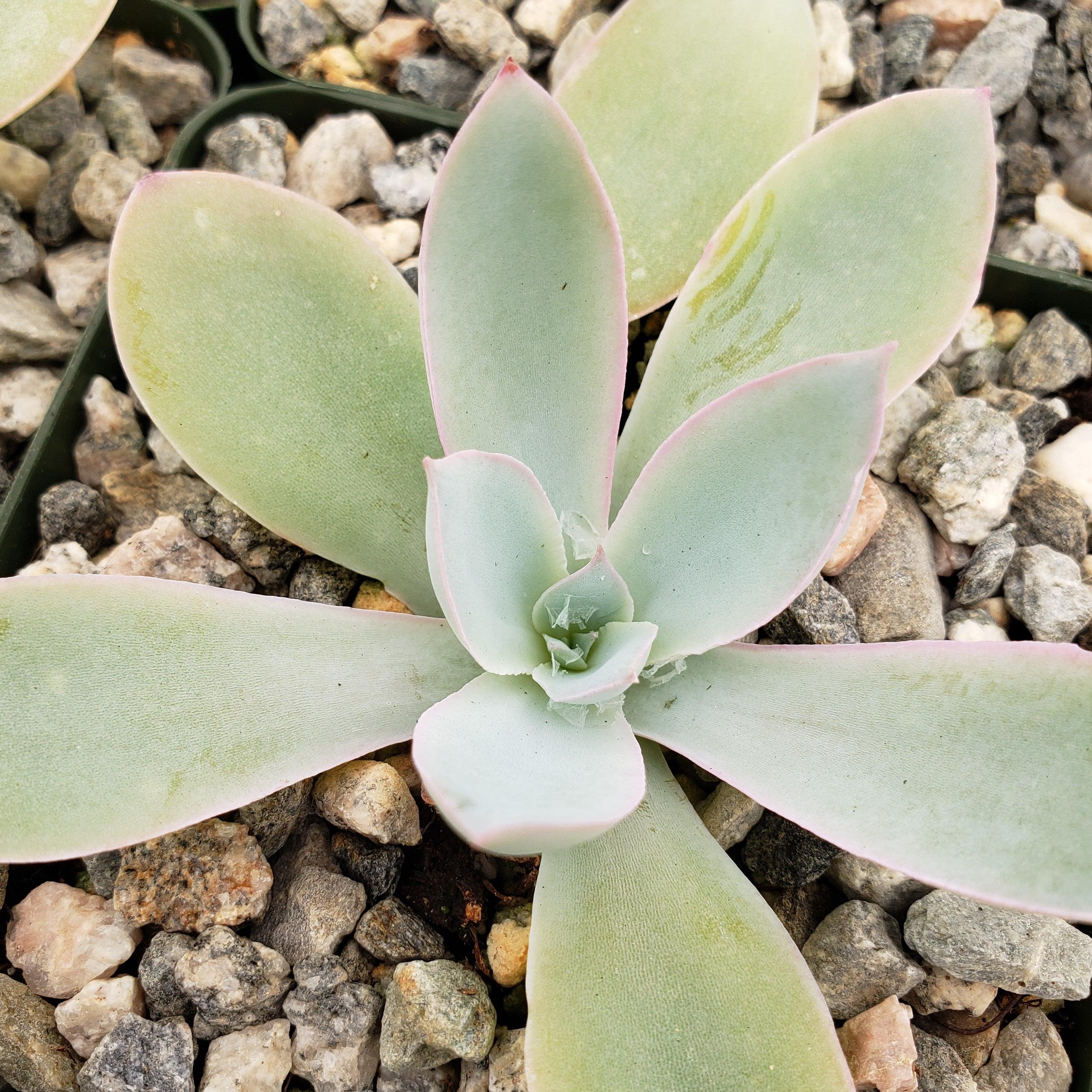 Echeveria cante