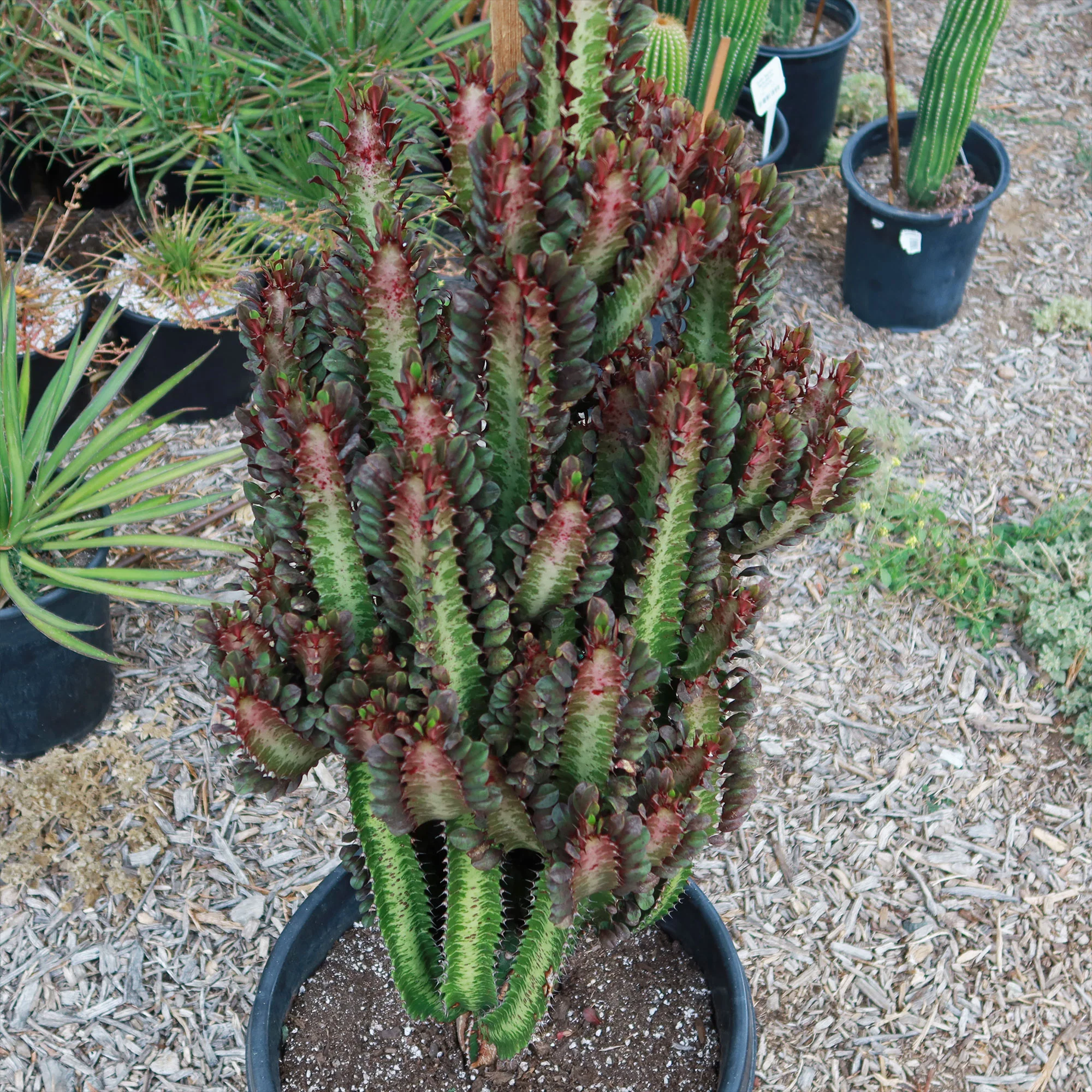 African Milk Tree - Euphorbia trigona 'Rubra'