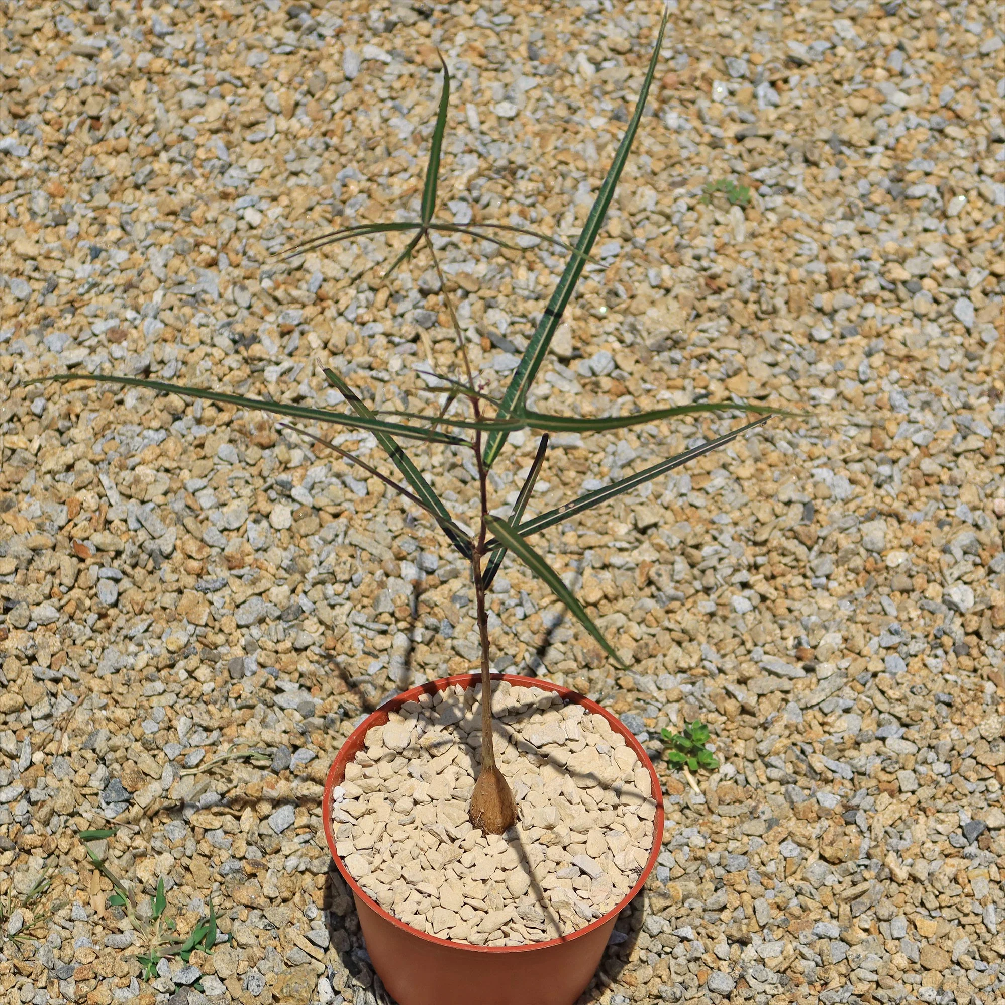 Queensland Bottle Tree 'Brachychiton rupestris'