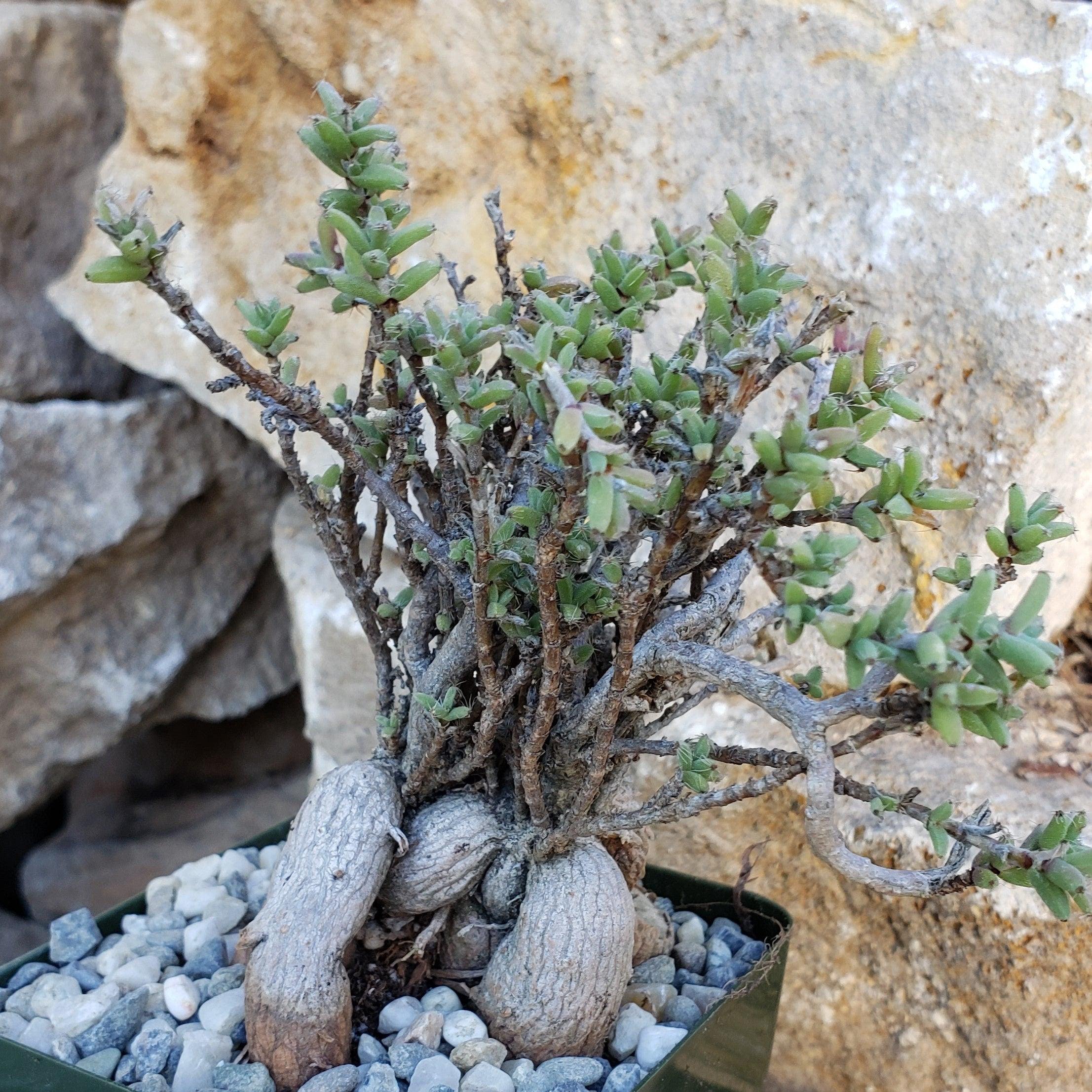 Trichodiadema bulbosom