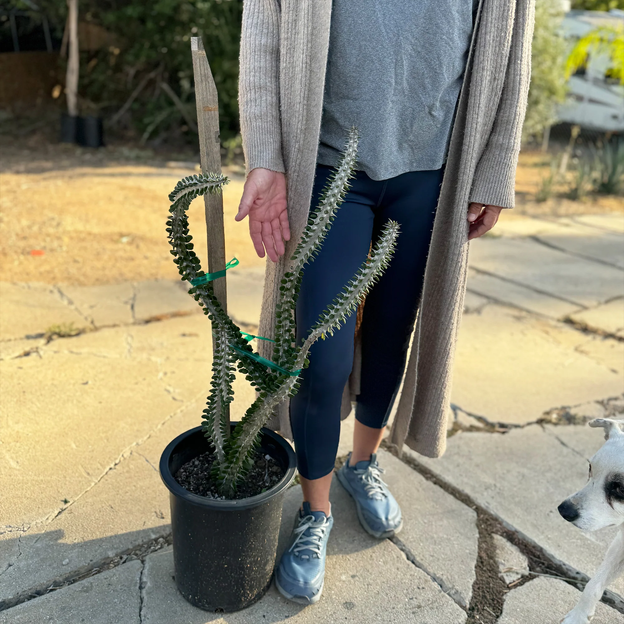 Madagascar ocotillo 'Alluaudia procera'
