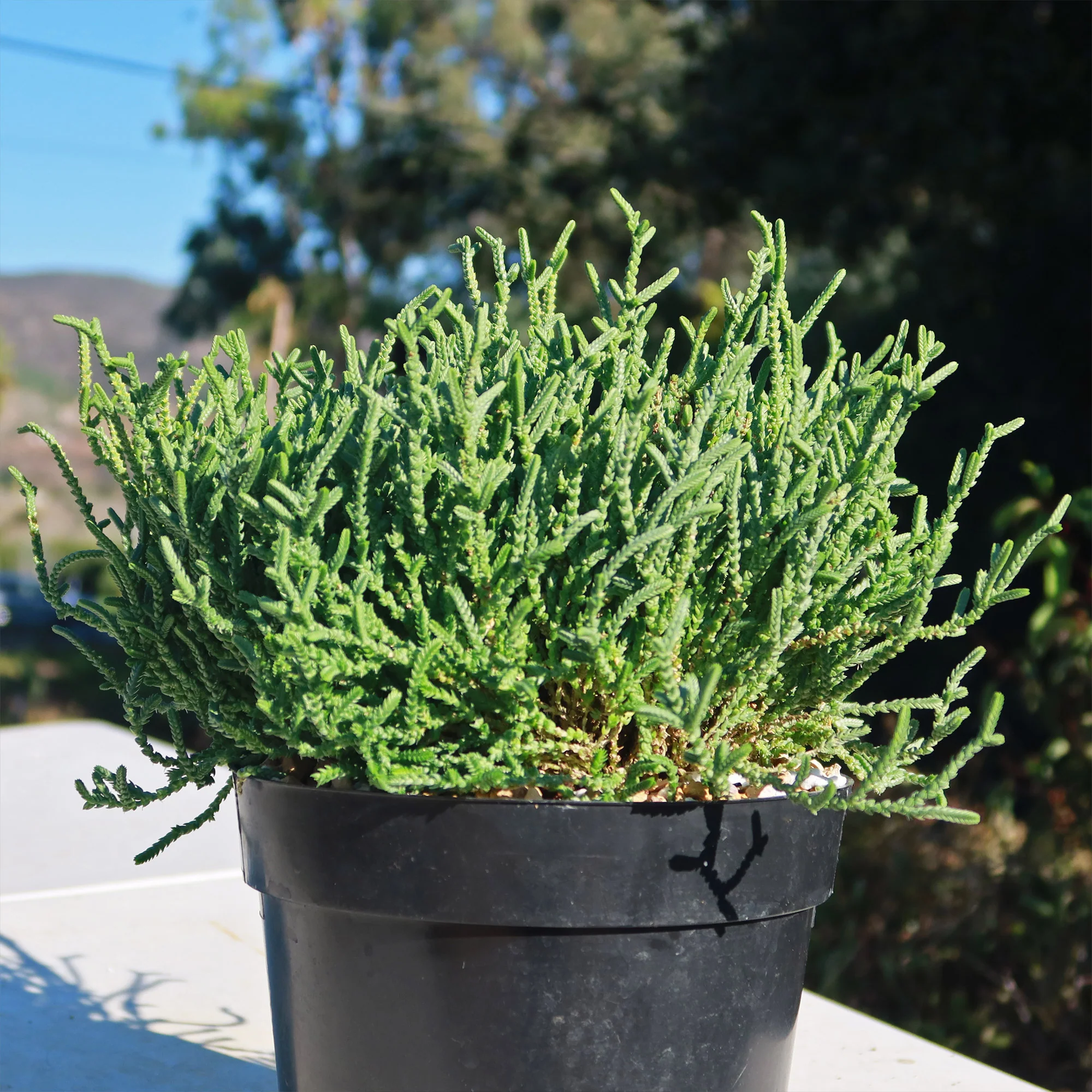 Watch Chain 'Crassula muscosa lycopodioides'