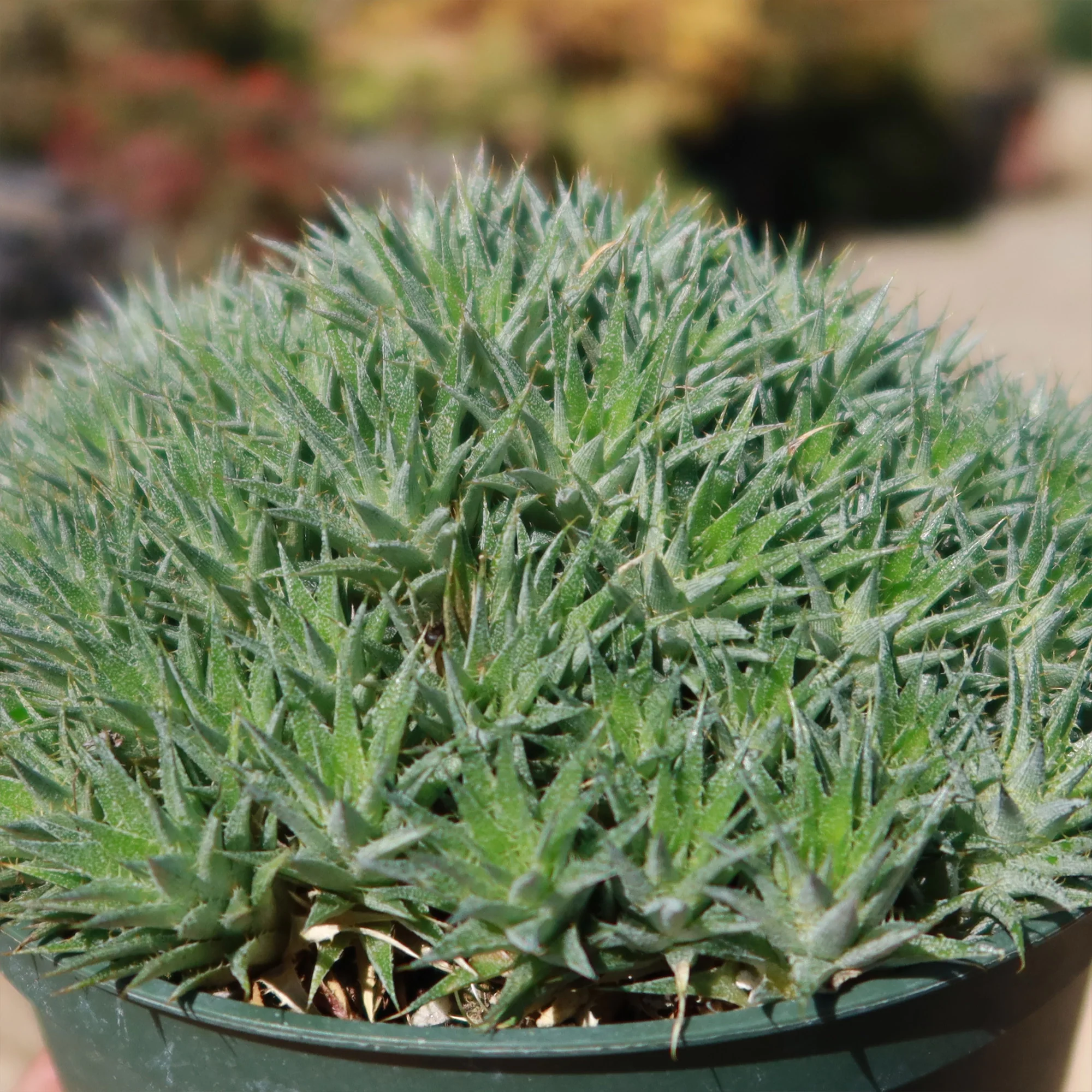 Abromeitiella chlorantha