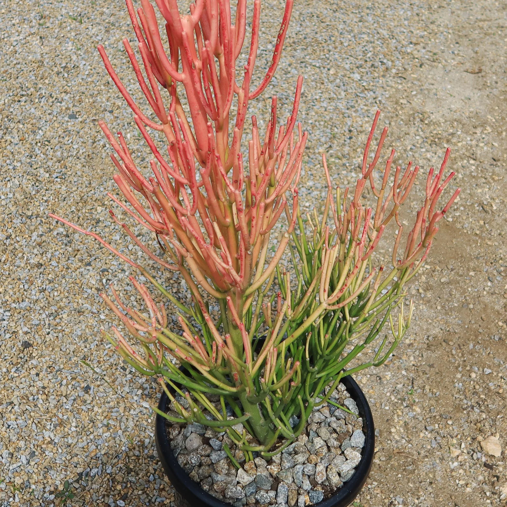 Pencil Cactus - Euphorbia tirucalli 'Firesticks'