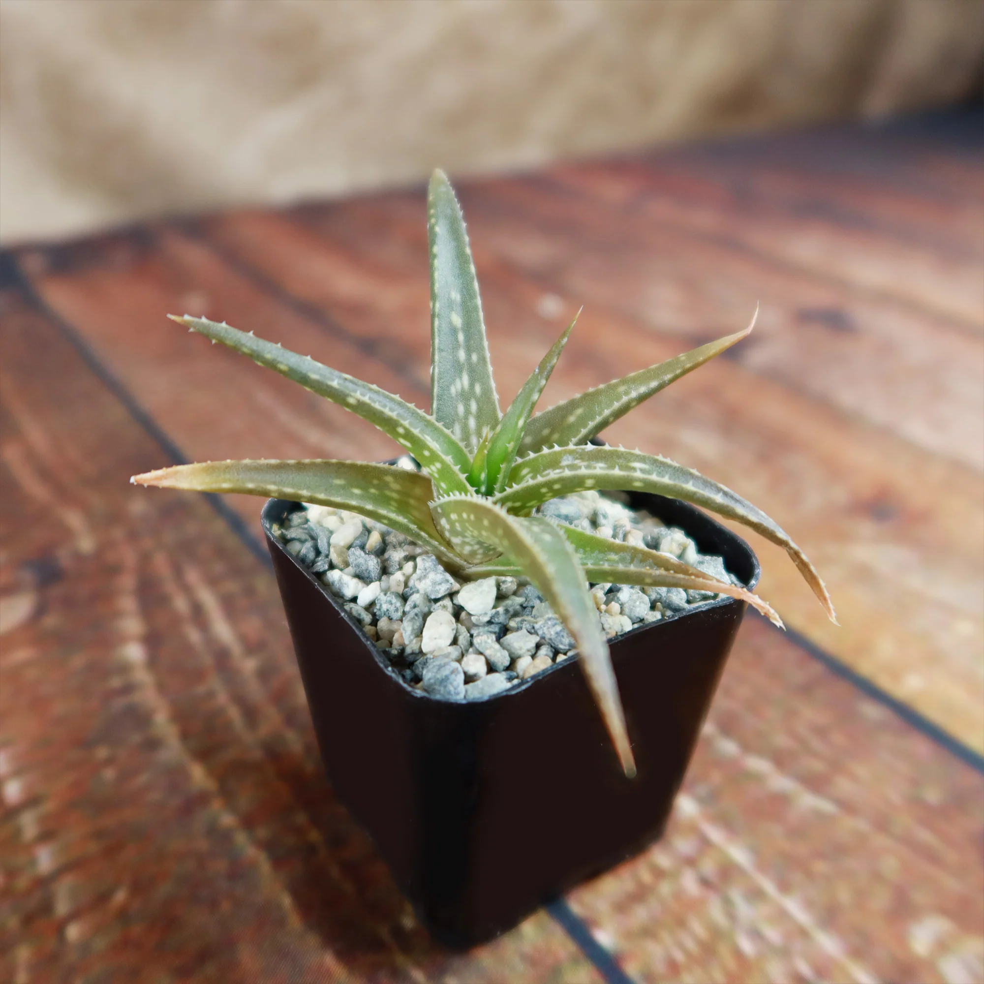 Aloe firebird hybrid