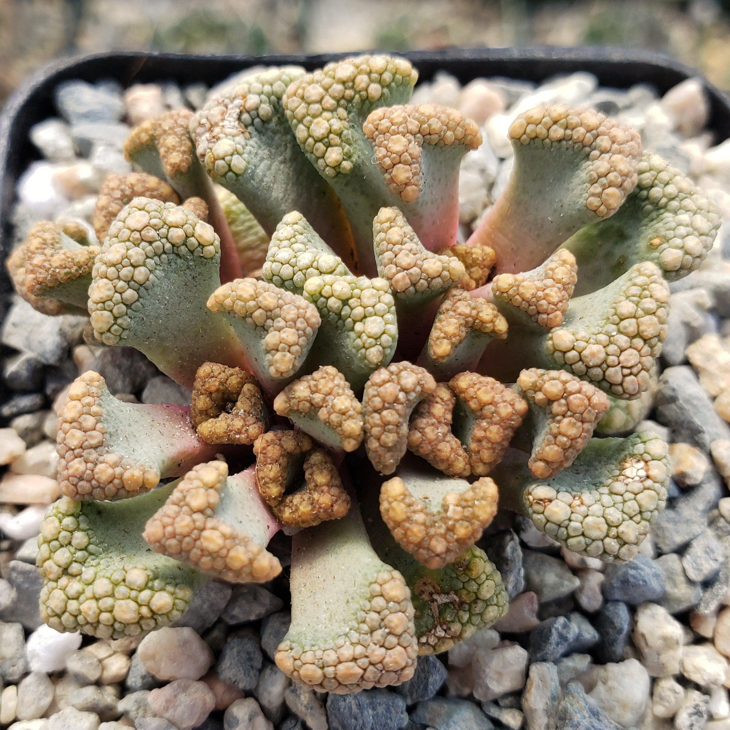 Titanopsis Hugo Schlechteri