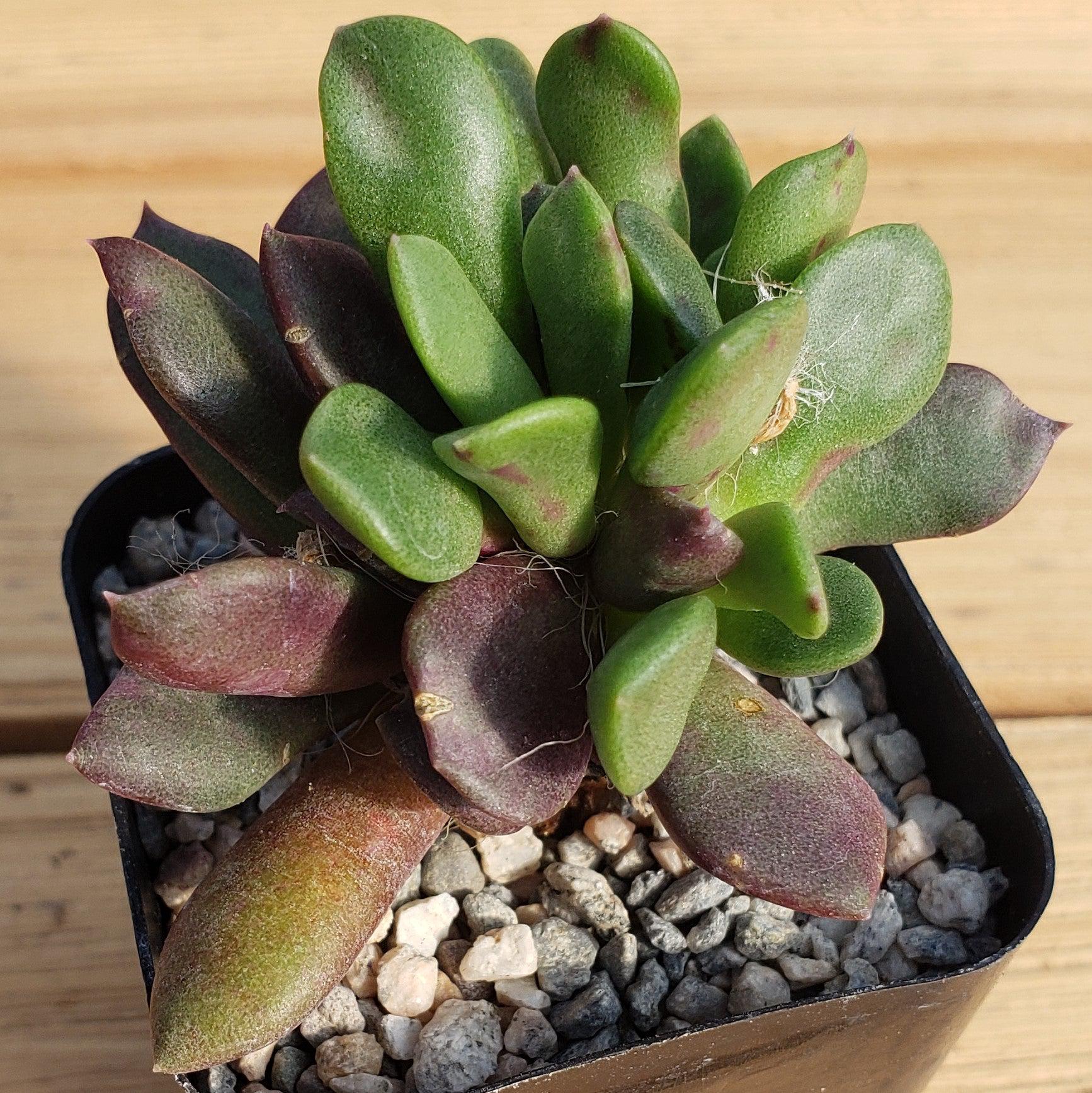 'Sand Rose Succulent - Anacampseros rufescens'