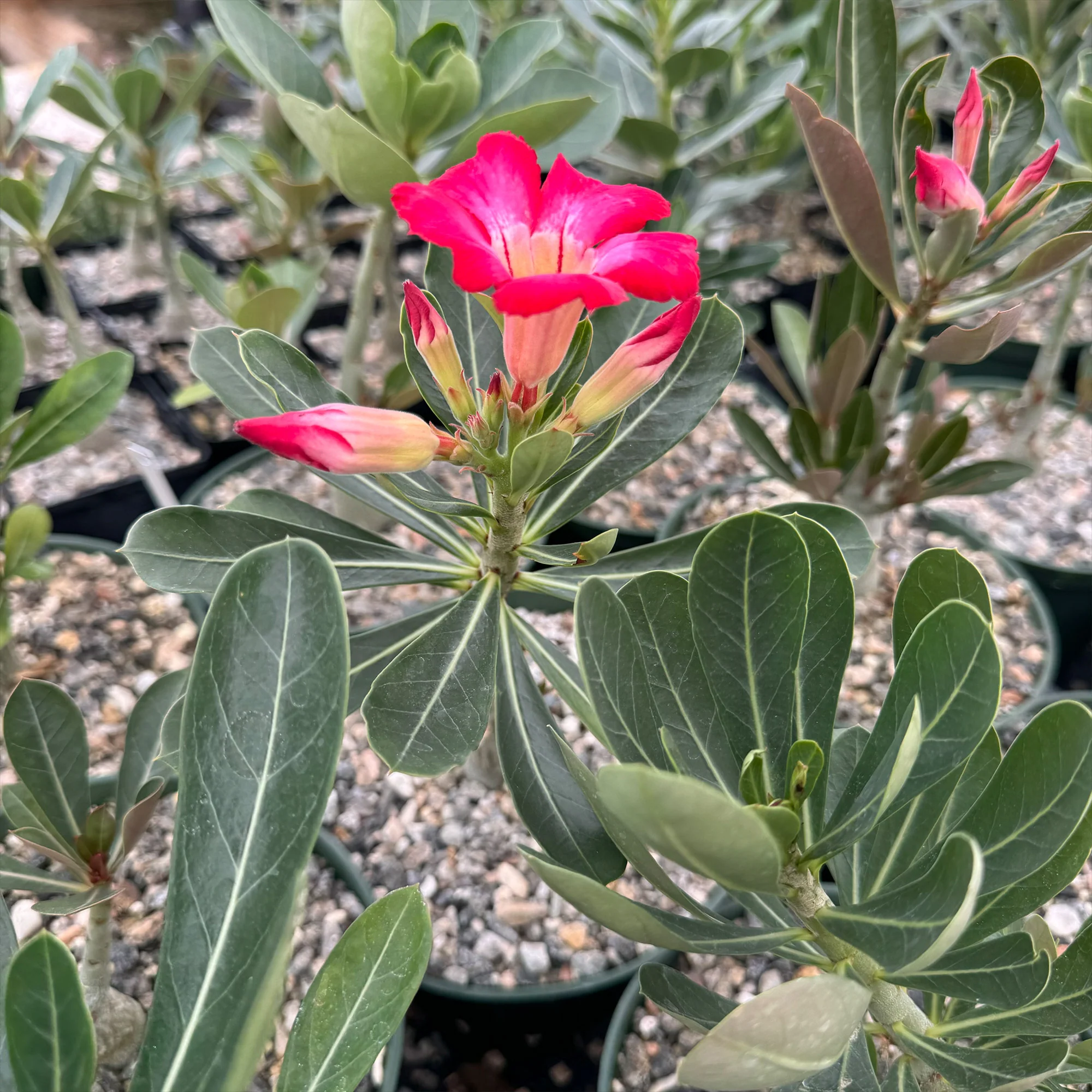 Desert Rose 'Adenium obesum'