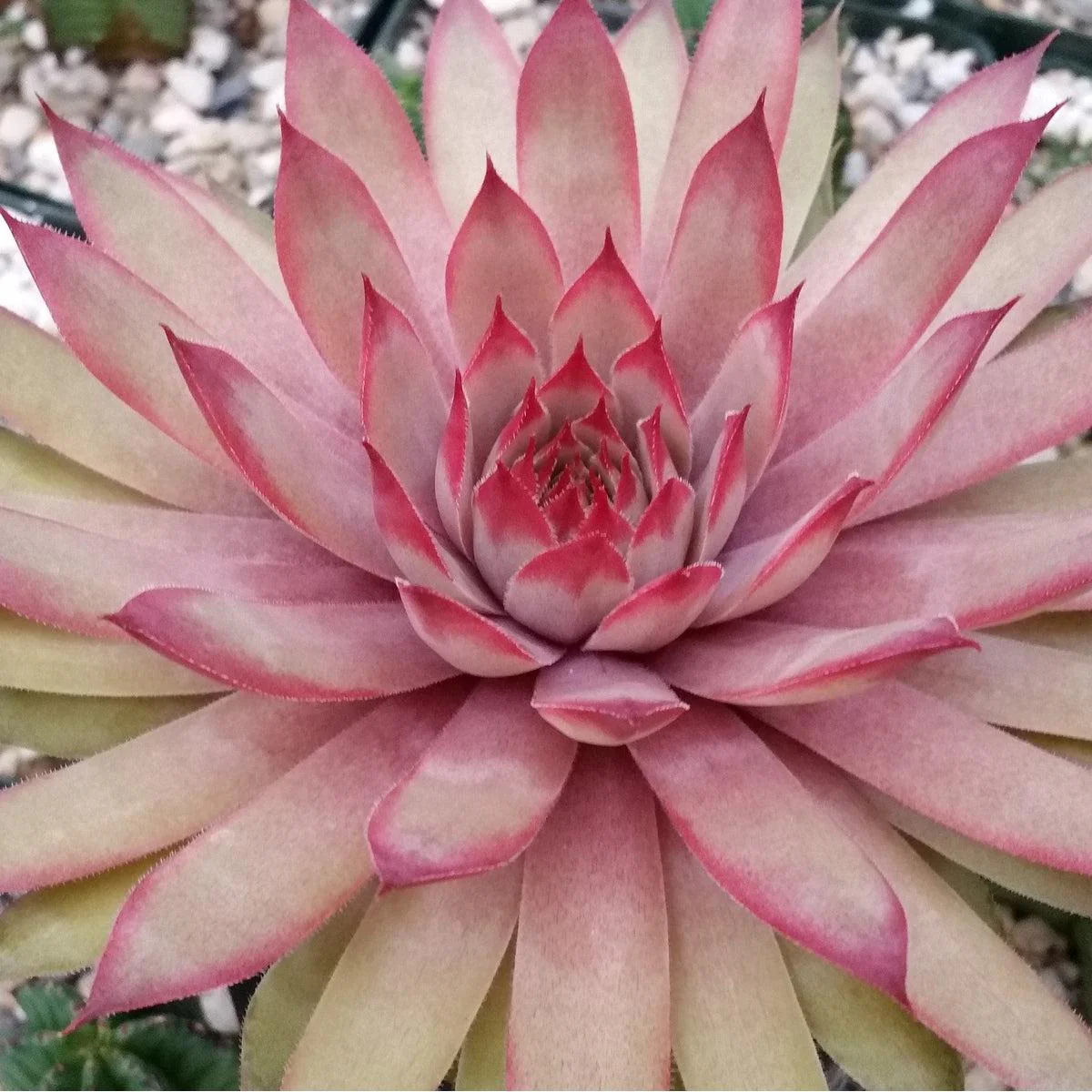 Sempervivum 'Ruby Heart' Hens and Chicks