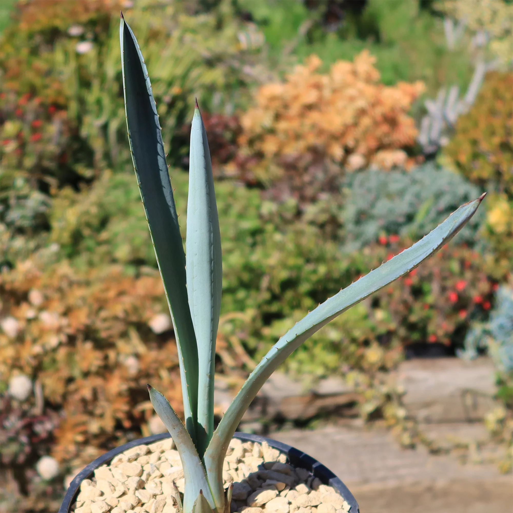 Blue agave - Agave Tequilana 'Tequila Plant'