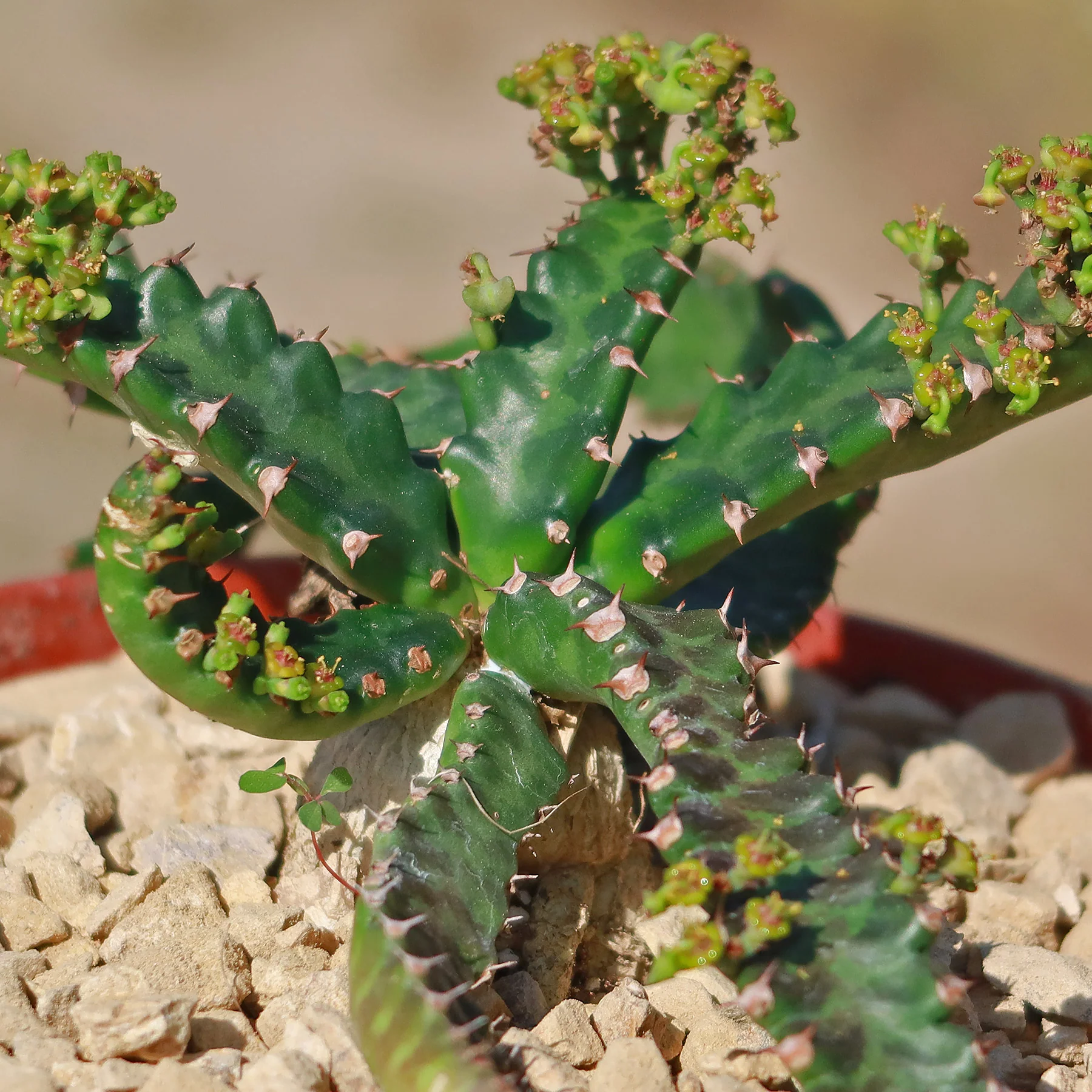 Jellyfish Head - Euphorbia stellata