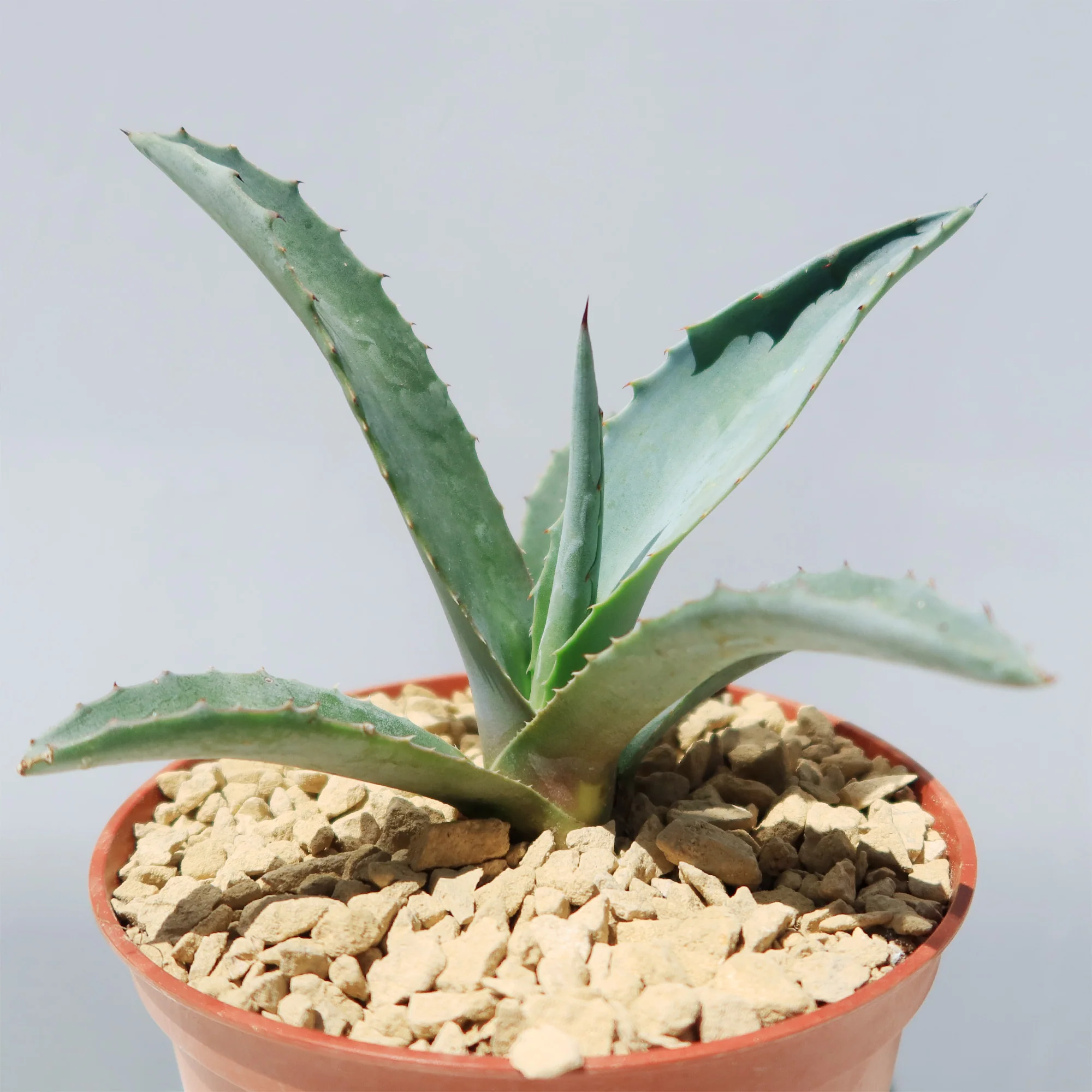 Blue agave - Agave Tequilana 'Tequila Plant'