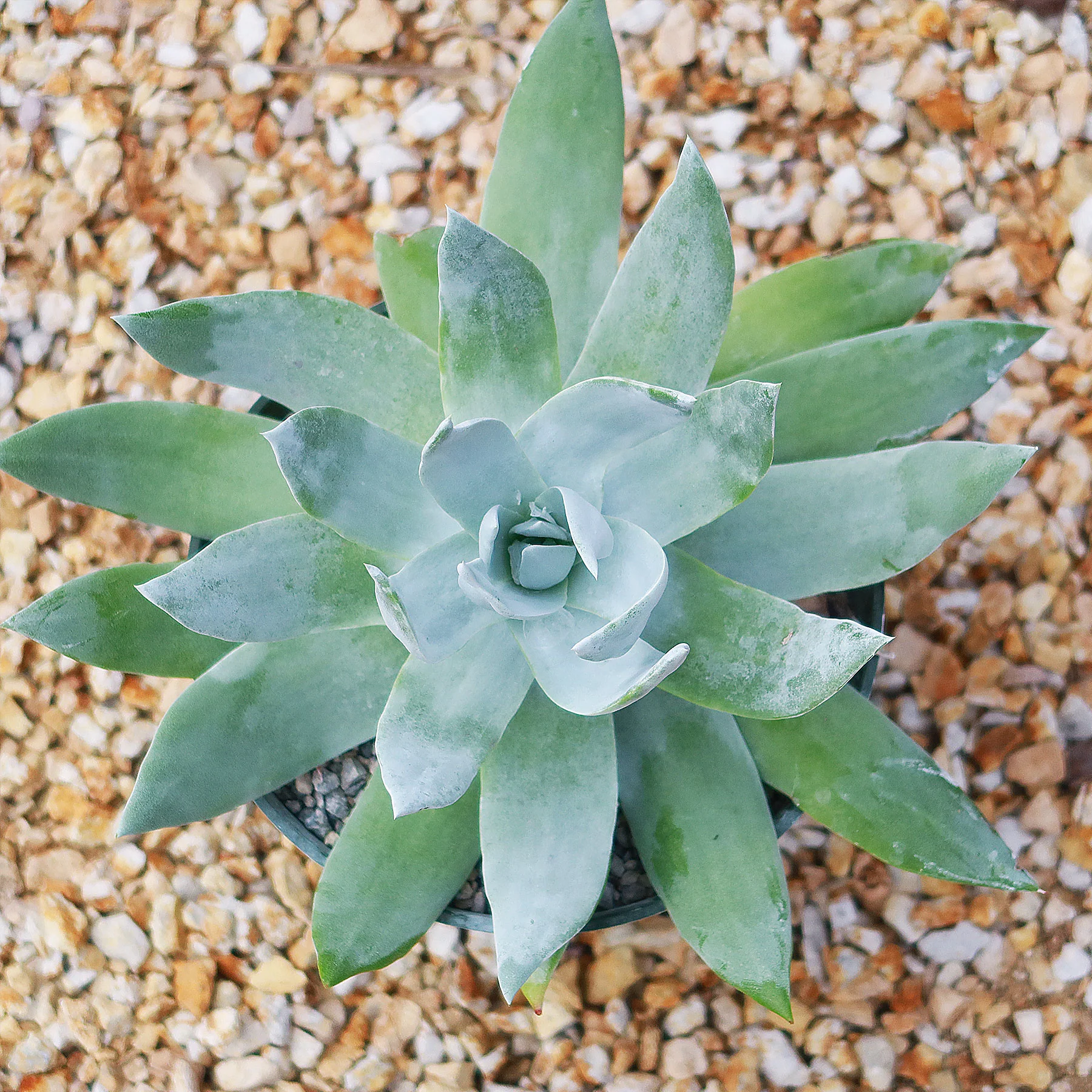 Giant Chalk Dudleya ��Dudleya brittonii��