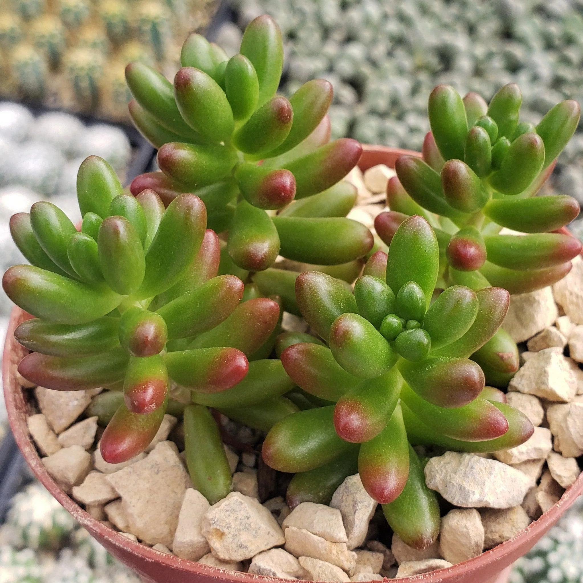 Jelly Bean Succulent 'Sedum rubrotinctum'