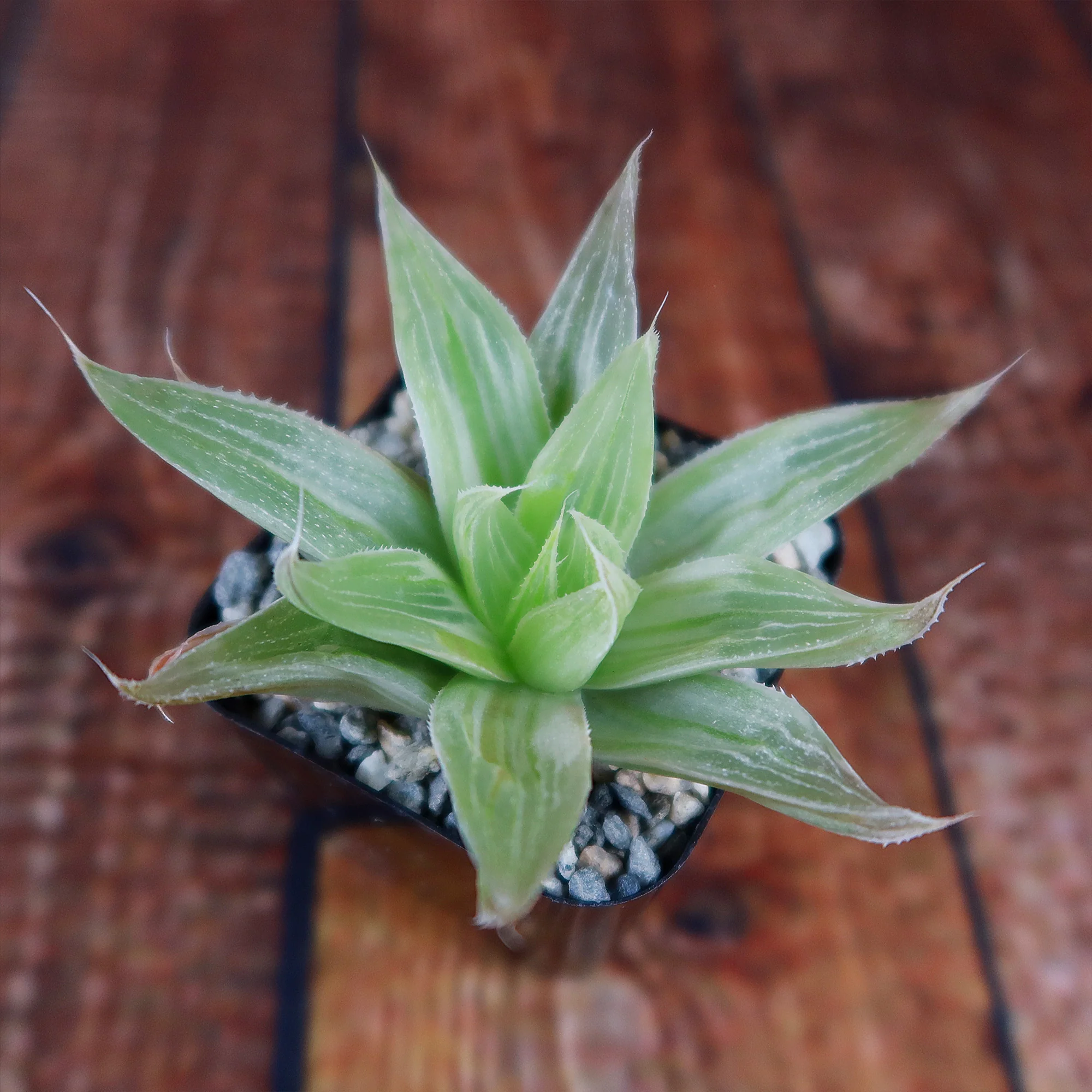 Haworthia  White Ghost