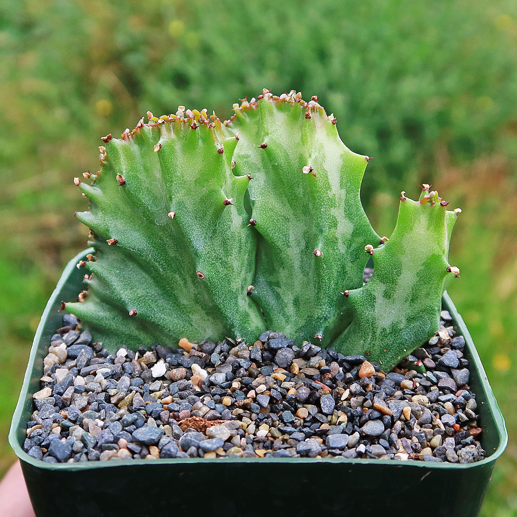 Coral Cactus - Euphorbia lactea 'cristata'