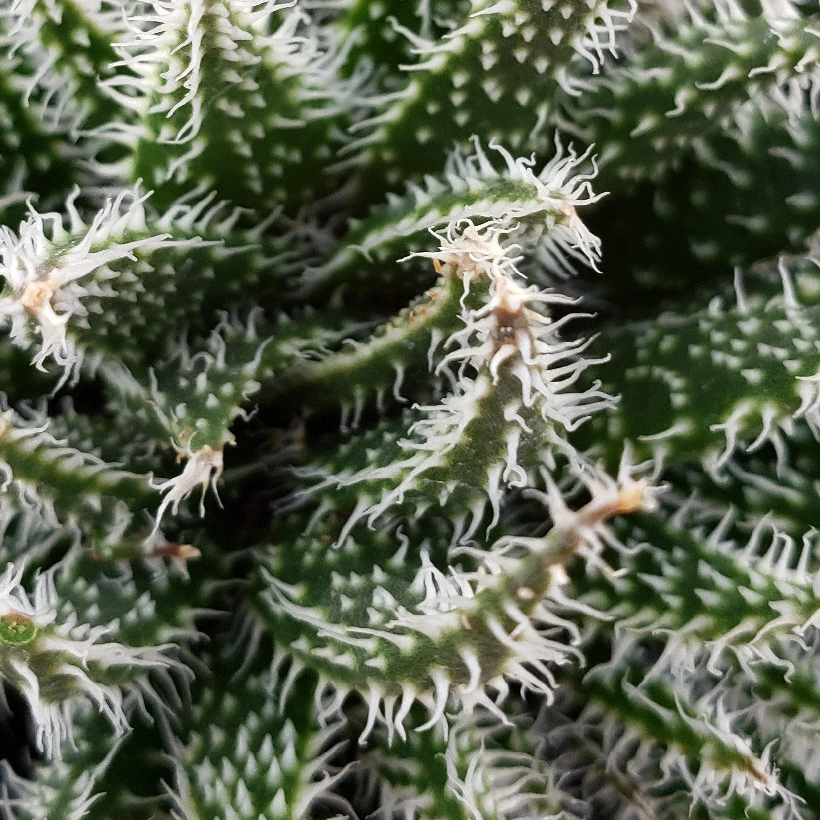 Aloe haworthioides