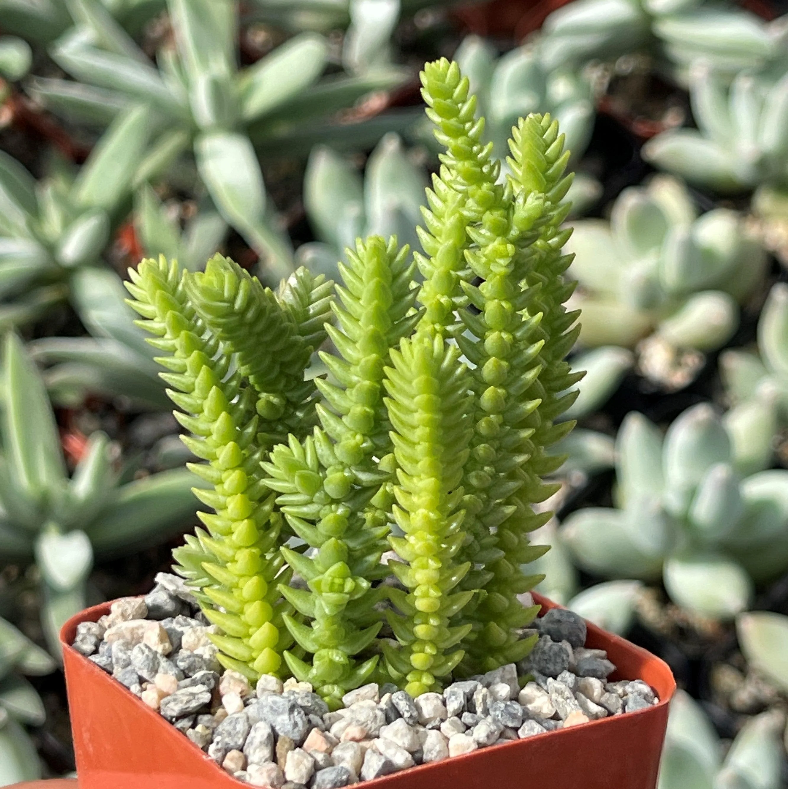 Watch Chain 'Crassula muscosa lycopodioides'