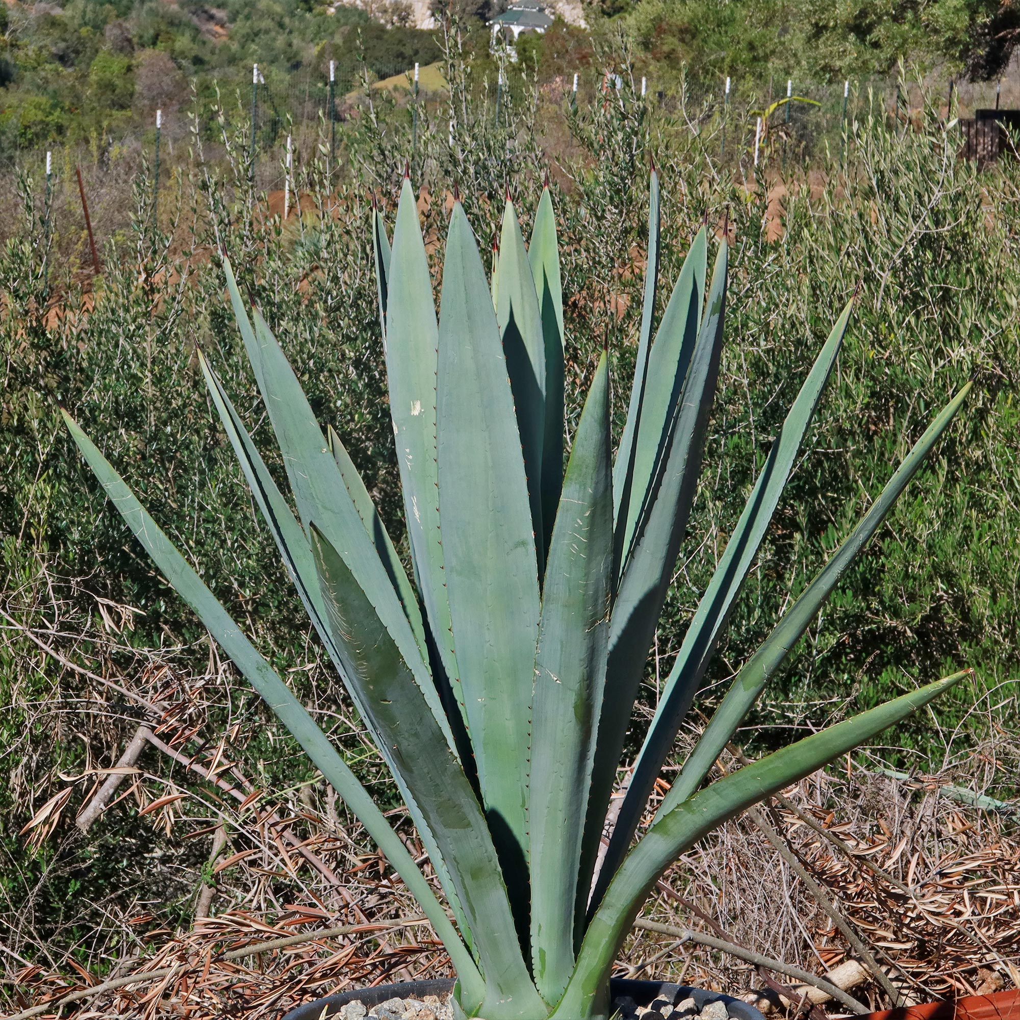 Blue agave - Agave Tequilana 'Tequila Plant'