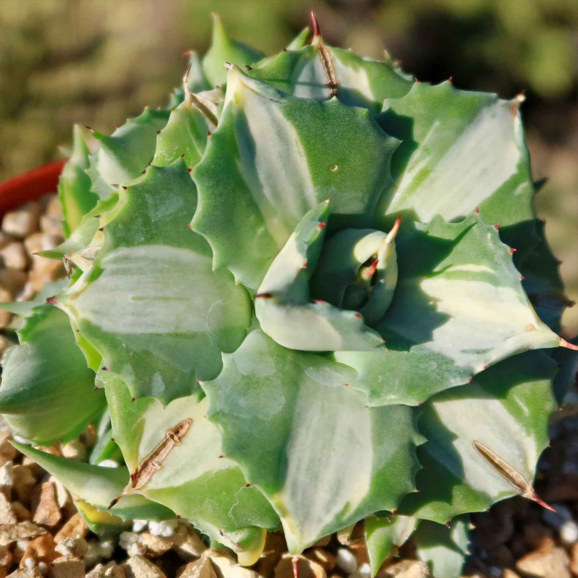 Variegated Dwarf Butterfly Agave - Agave isthmensis 'Ohi Raijin Shiro Nakafu'