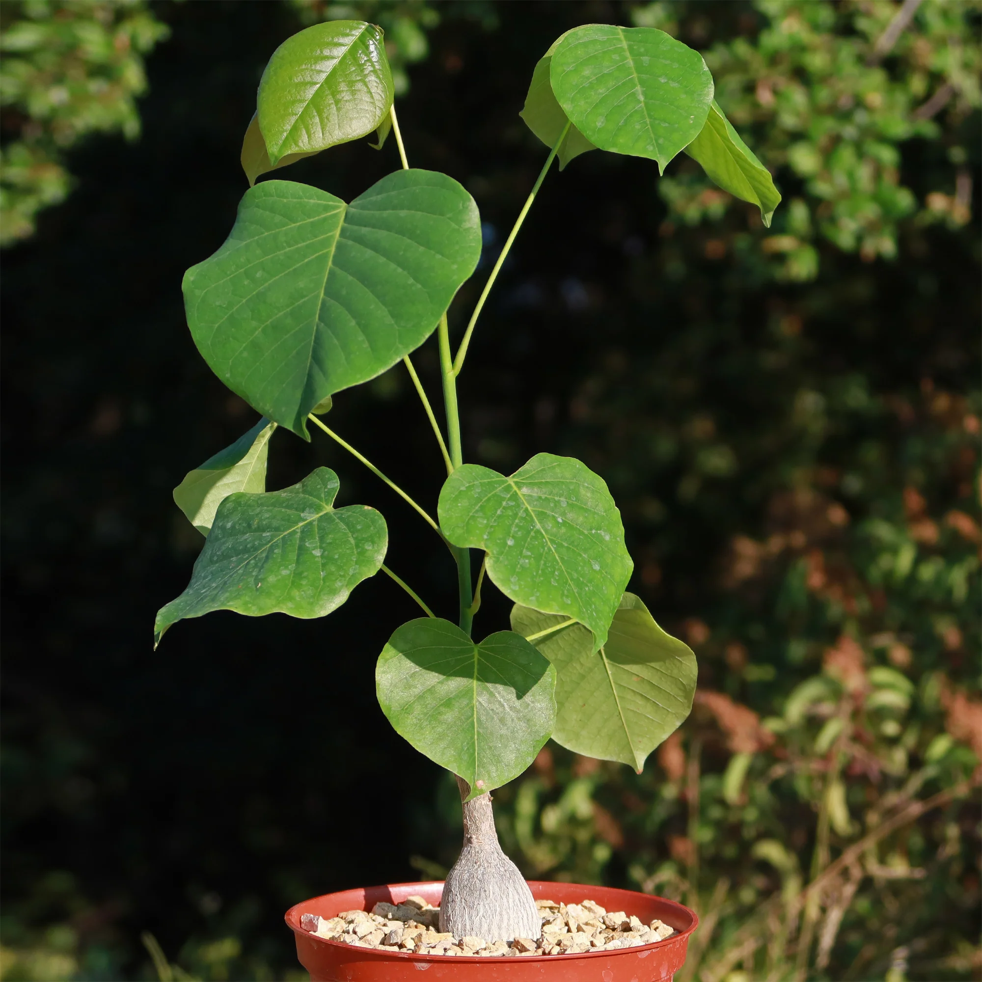 Shaving Brush Tree - Pseudobombax ellipticum