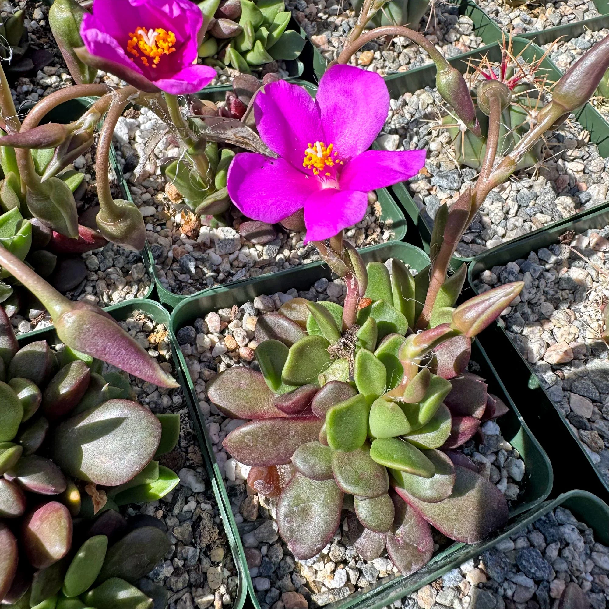 'Sand Rose Succulent - Anacampseros rufescens'
