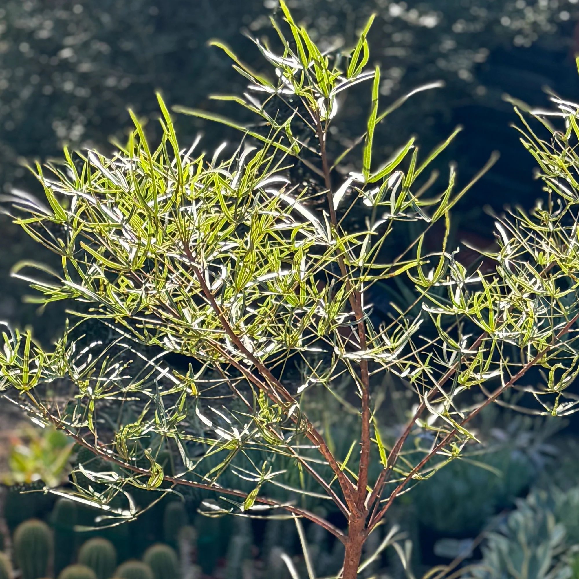 Queensland Bottle Tree 'Brachychiton rupestris'